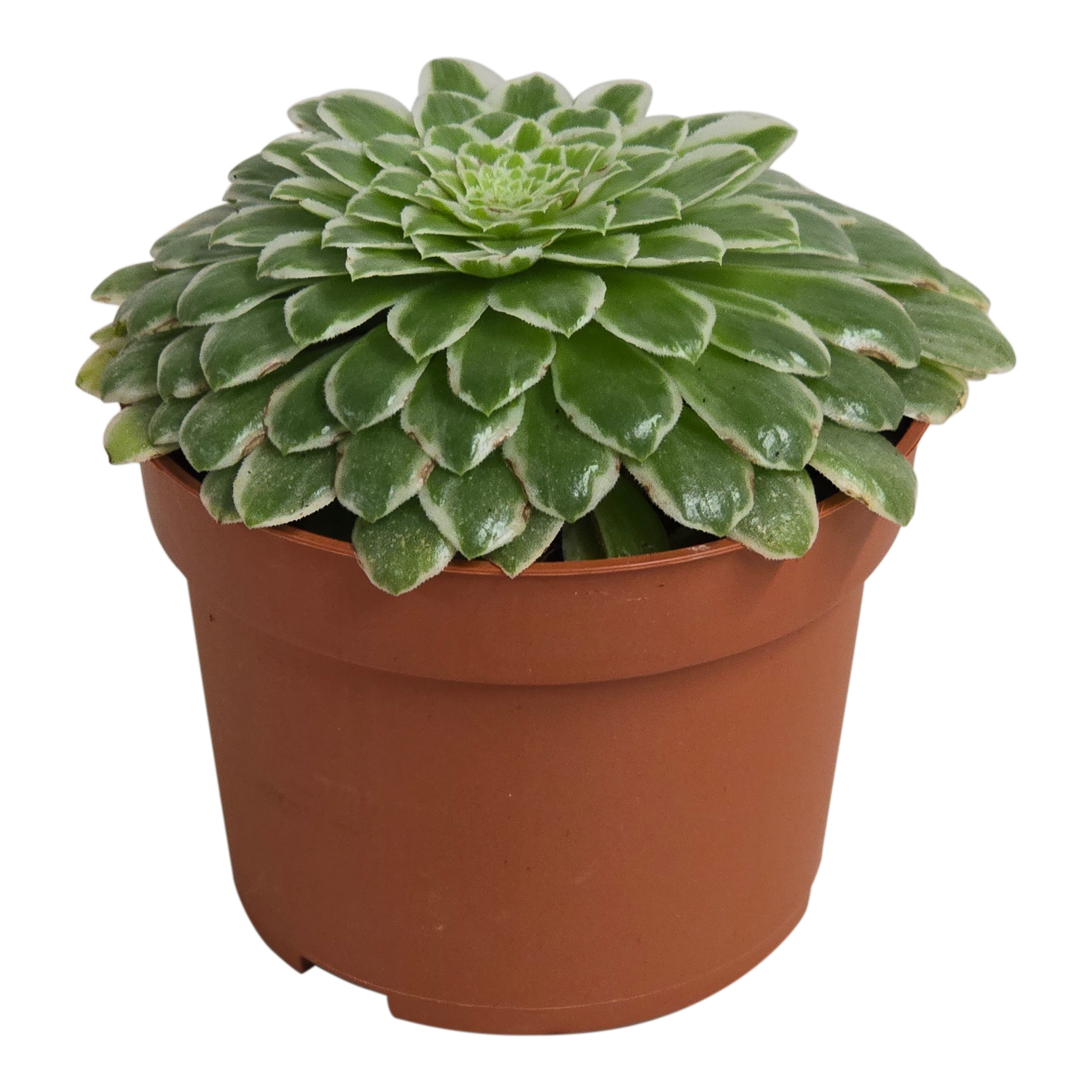 Aeonium Tabuliforme Variegata 16 cm
