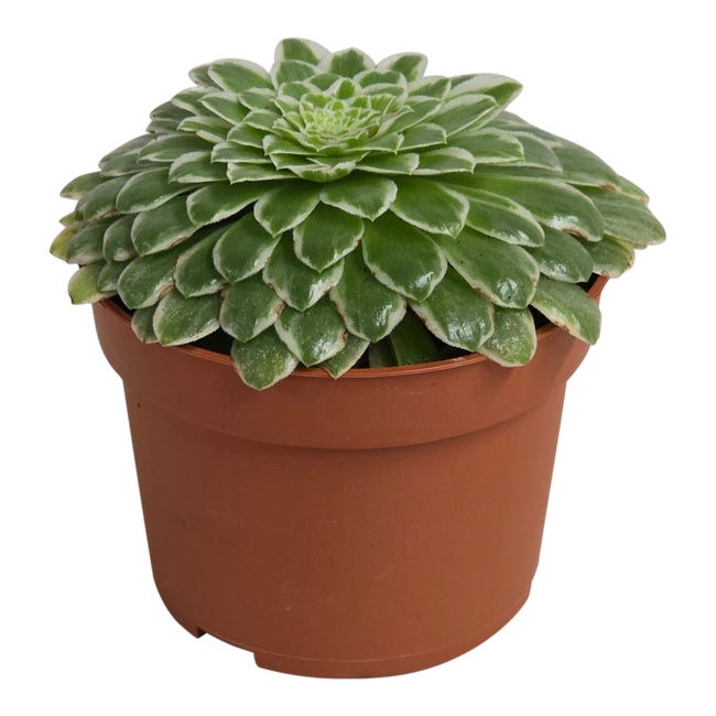 Aeonium tabuliforme variegata 16 cm 96241212
