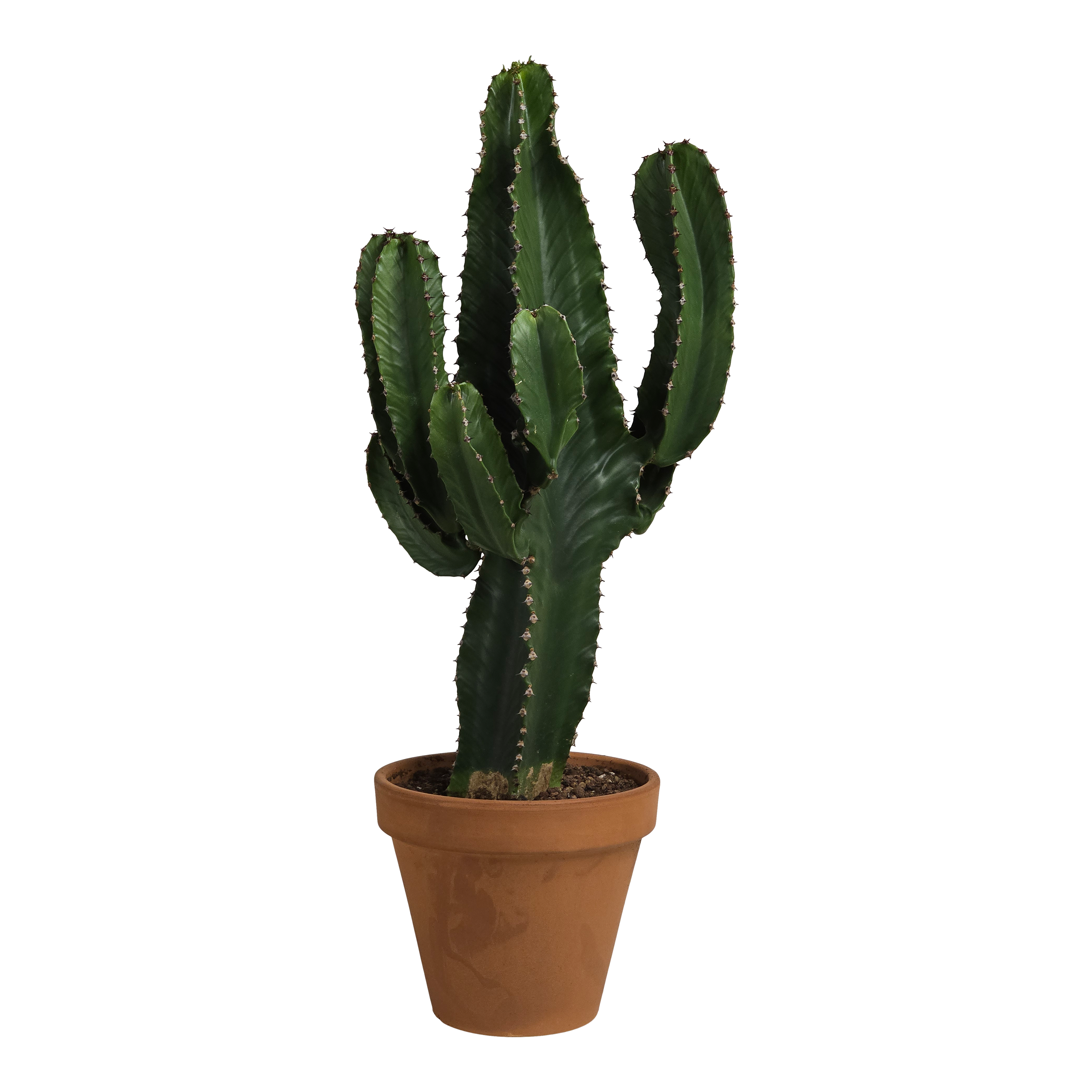 Wilczomlecz Euphorbia Ingens 70 cm