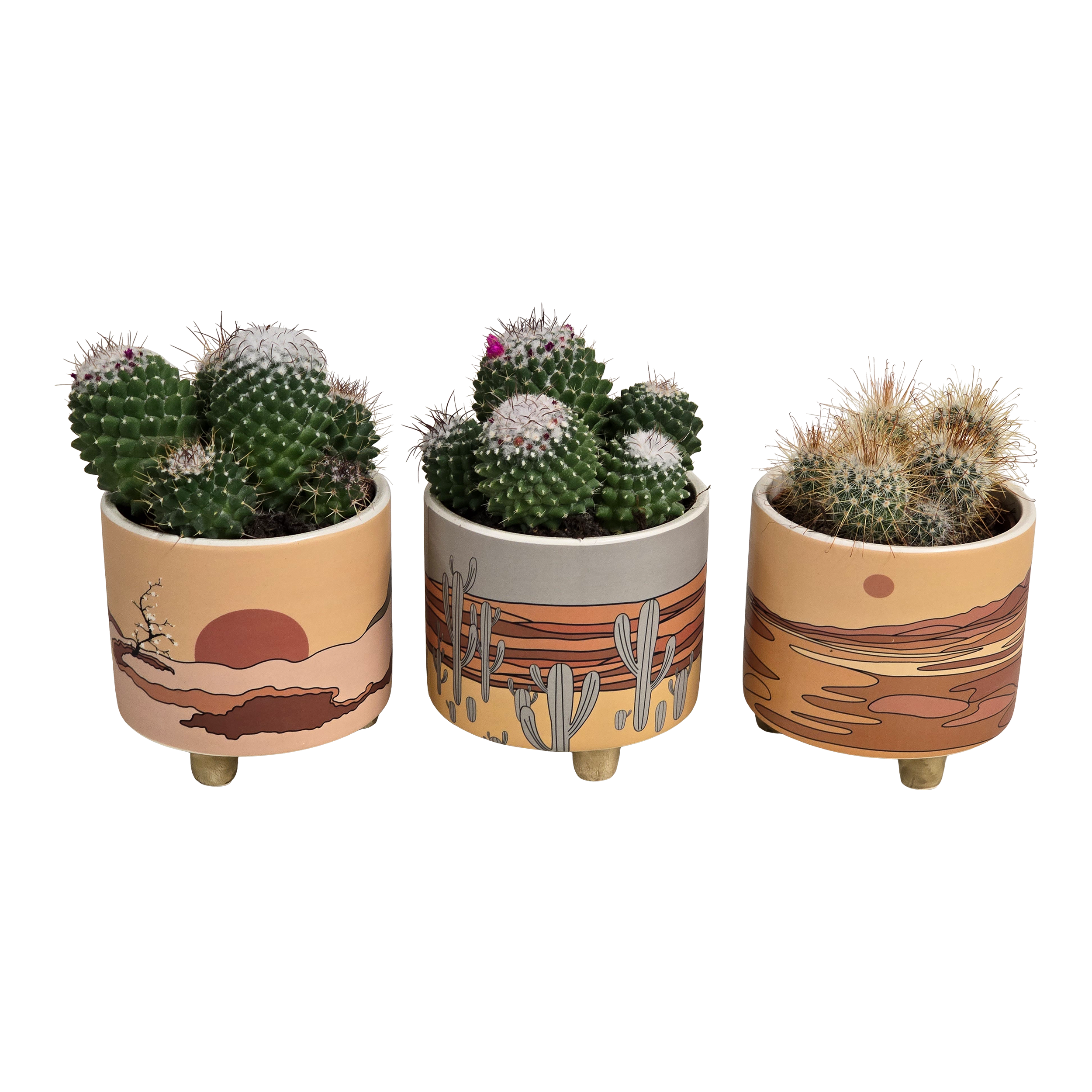 Kaktus mix w osłonce 22 cm - Leroy Merlin