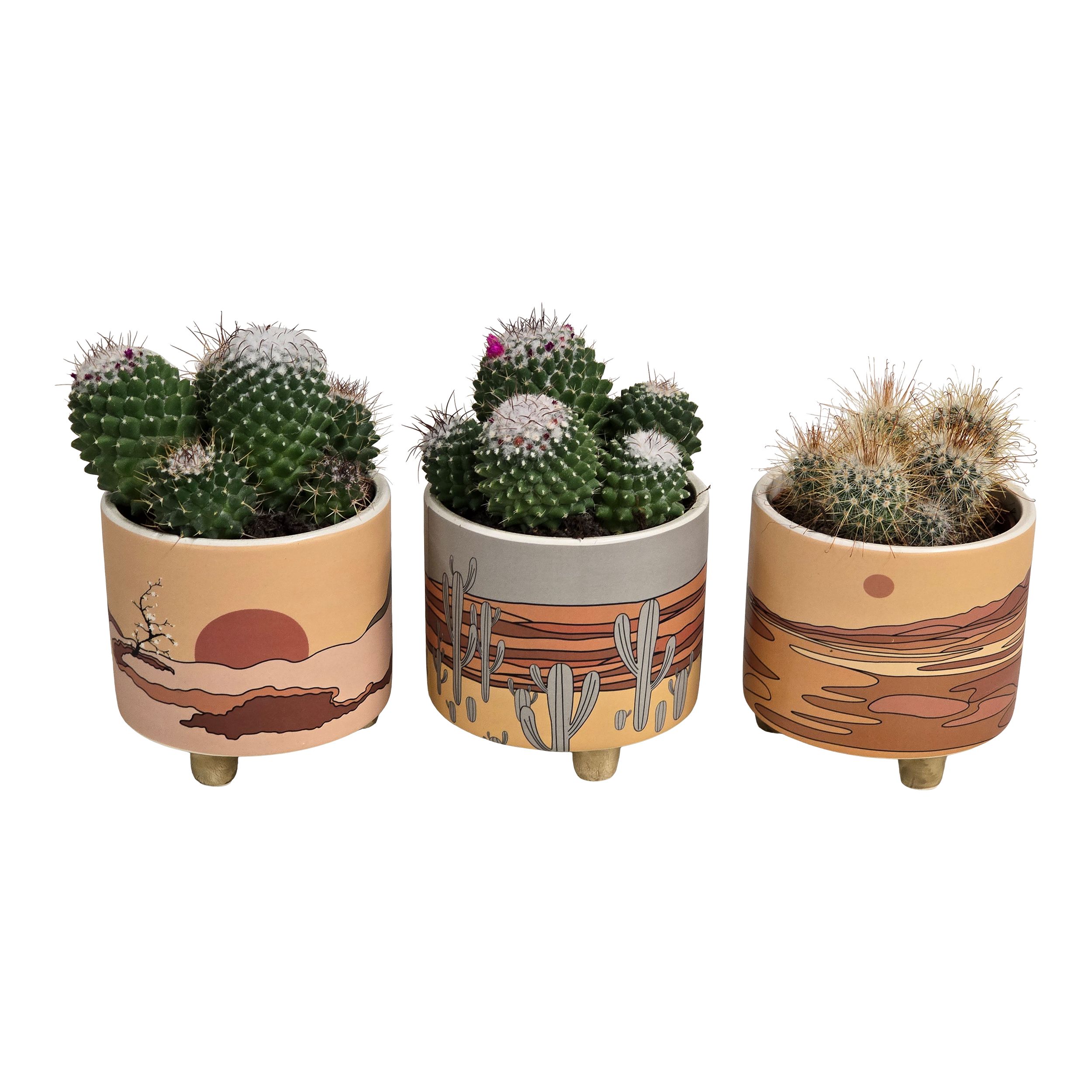 Kaktus mix w osłonce 22 cm - Leroy Merlin