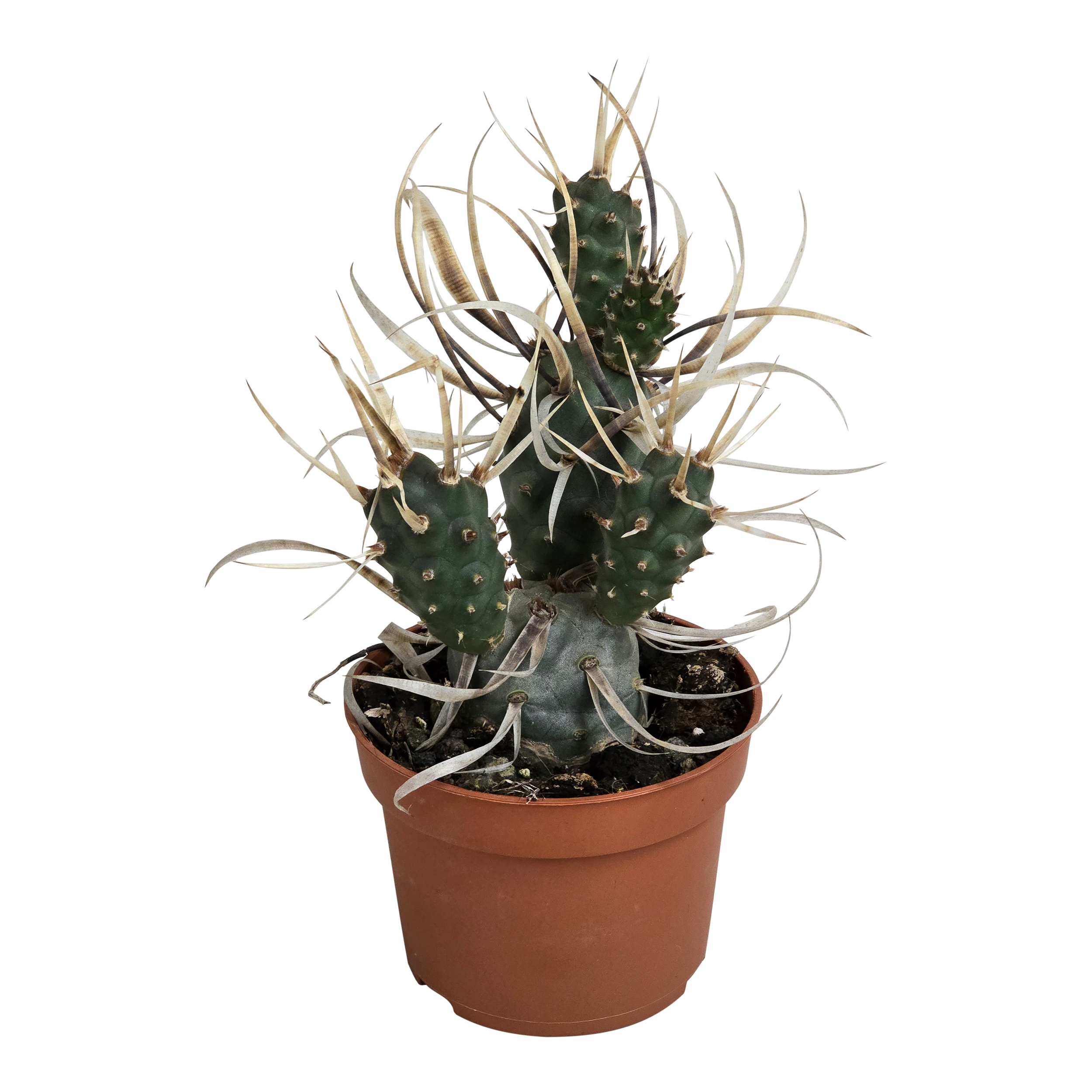 Kaktus Tephrocactus Papyracanth 15 cm