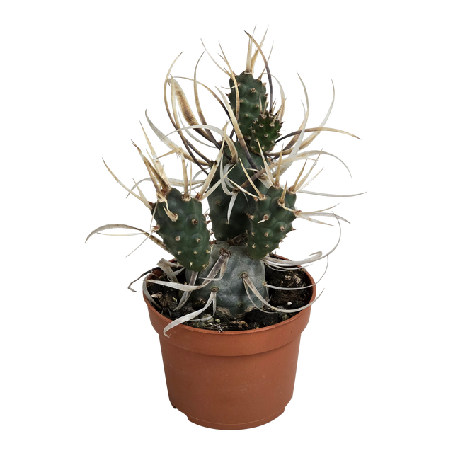Kaktus Tephrocactus Papyracanth 15 cm