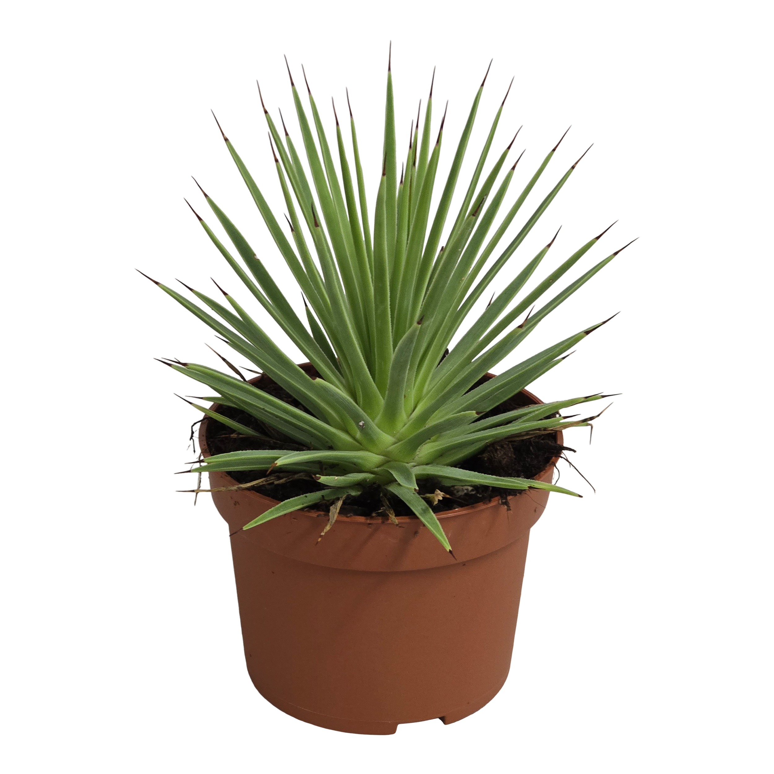 Agawa Nana 15 cm