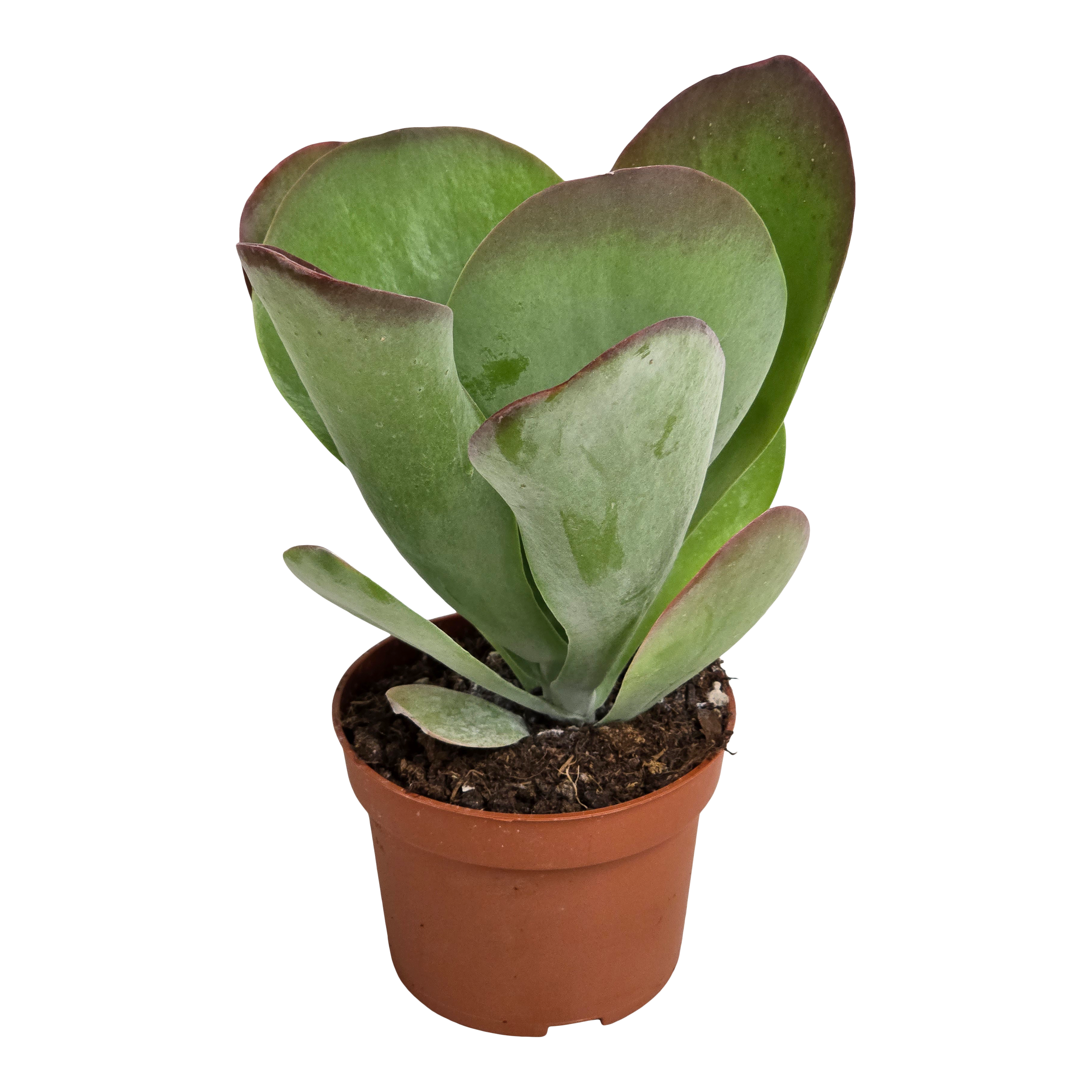 Kalanchoe Thyrsi Red Lips 17 cm