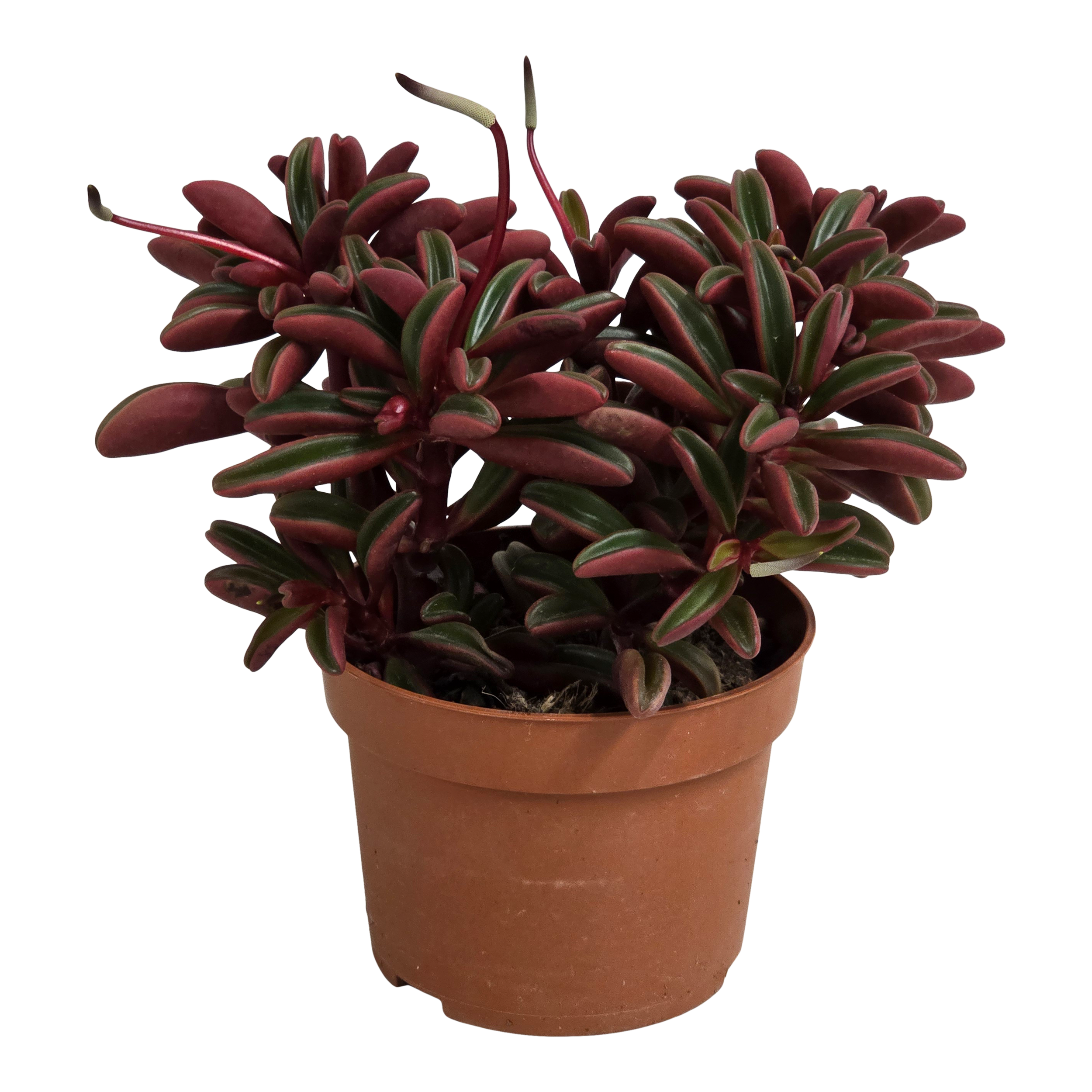 Peperomia Graveolens 17 cm