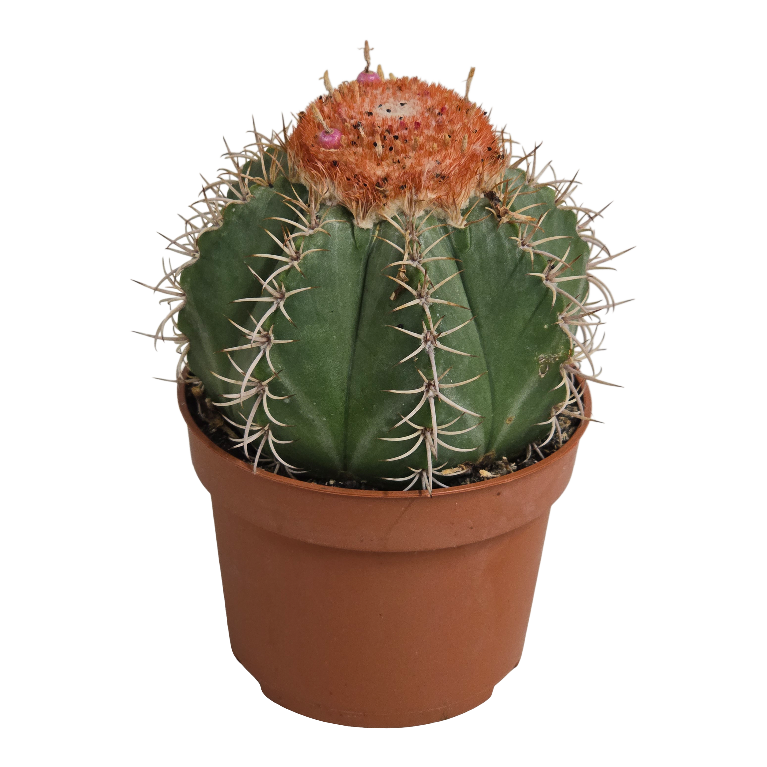 Kaktus Melocactus Matanzanus 14 cm
