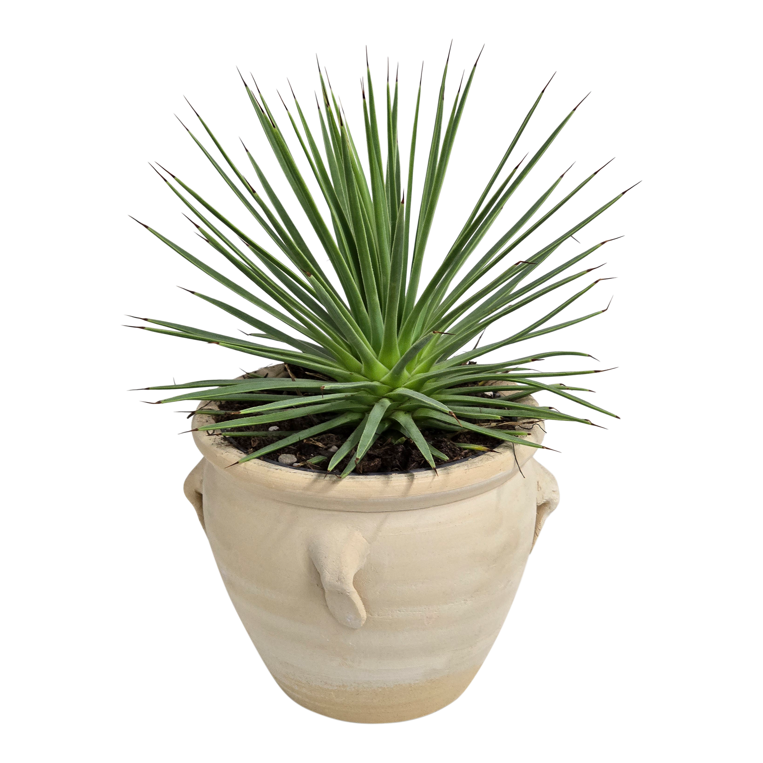 Agawa Nana 15 cm