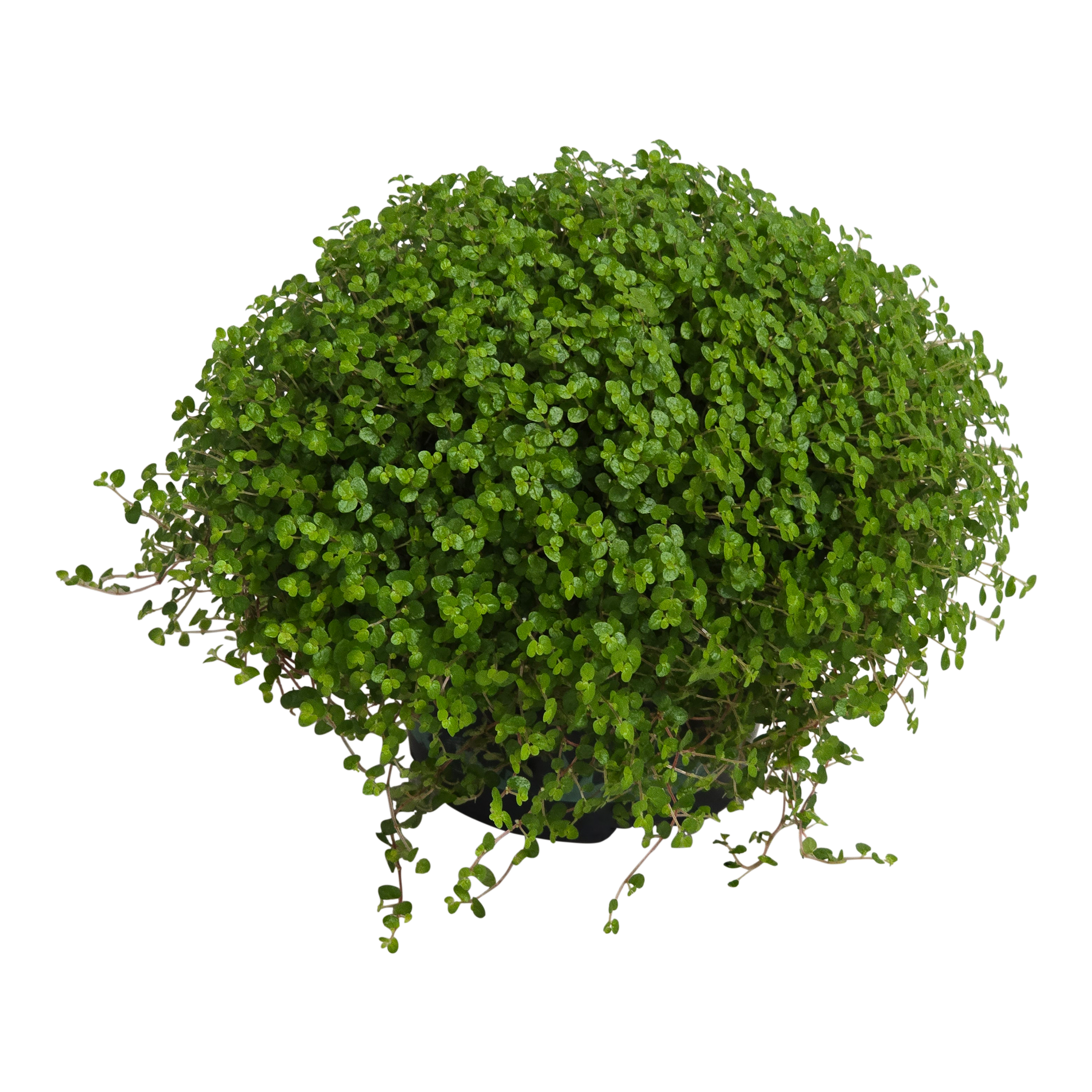 Soleirolia 14 cm