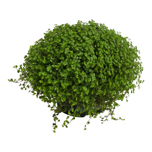 Soleirolia 14 cm 96241190