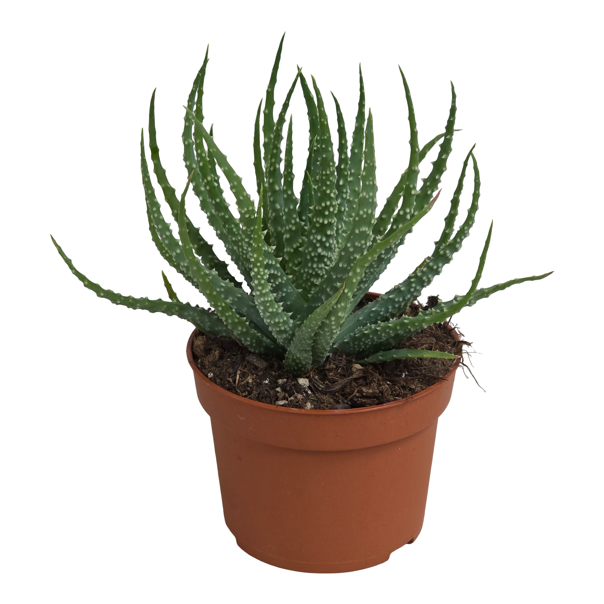 Aloes Homius Shark 16 cm