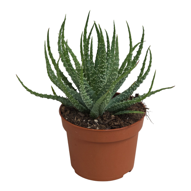 aloe mango forever Forever Aloe Mango – der exotische Aloe-Drink für deinen Energiekick – Dein  Fellnasen Shop
