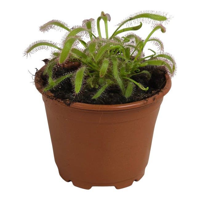 DROSERA MIX 13CM P8 HAM 96241187