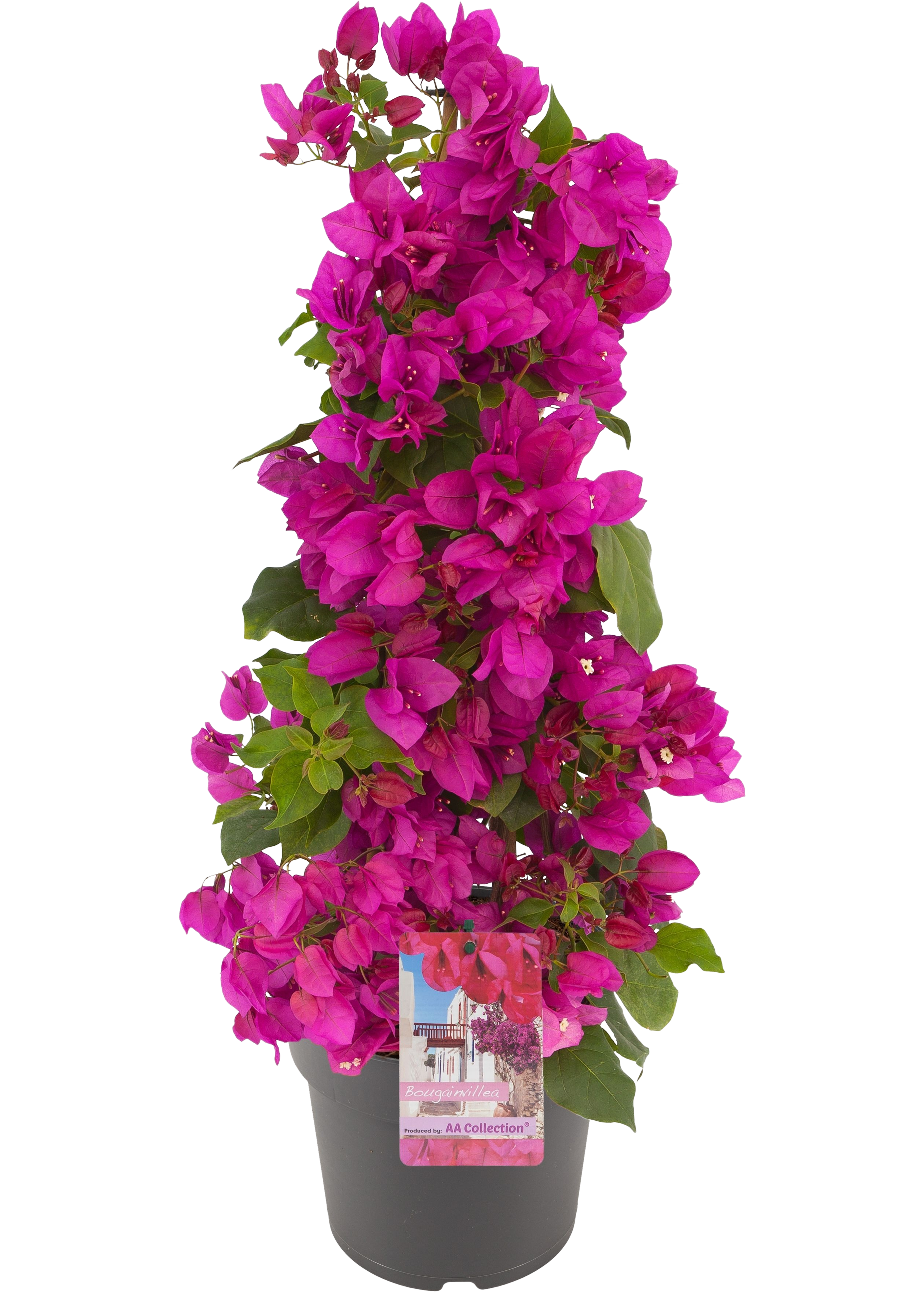 Bugenwilla Sanderiana 100-105 cm