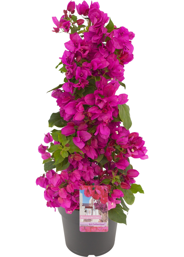 Bugenwilla Sanderiana 100-105 cm