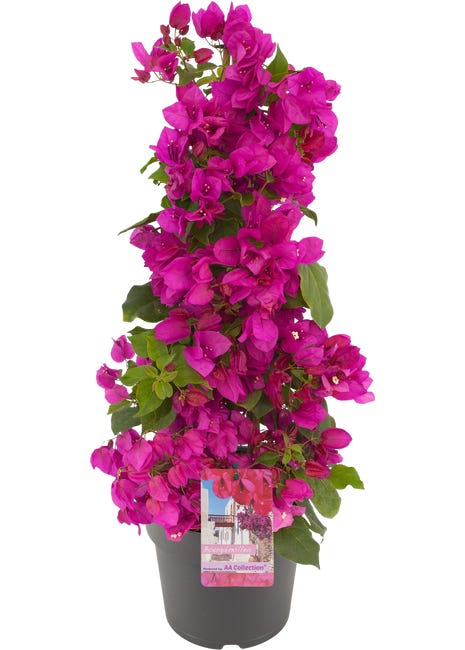 BUGENWILLA SANDERIANA 100-105CM P23 RET 85258444