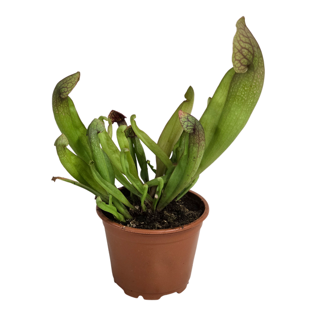 Kapturnica Sarracenia Judith 18 cm