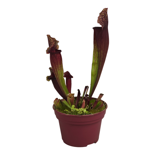 Kapturnica Sarracenia Catebaei 18 cm