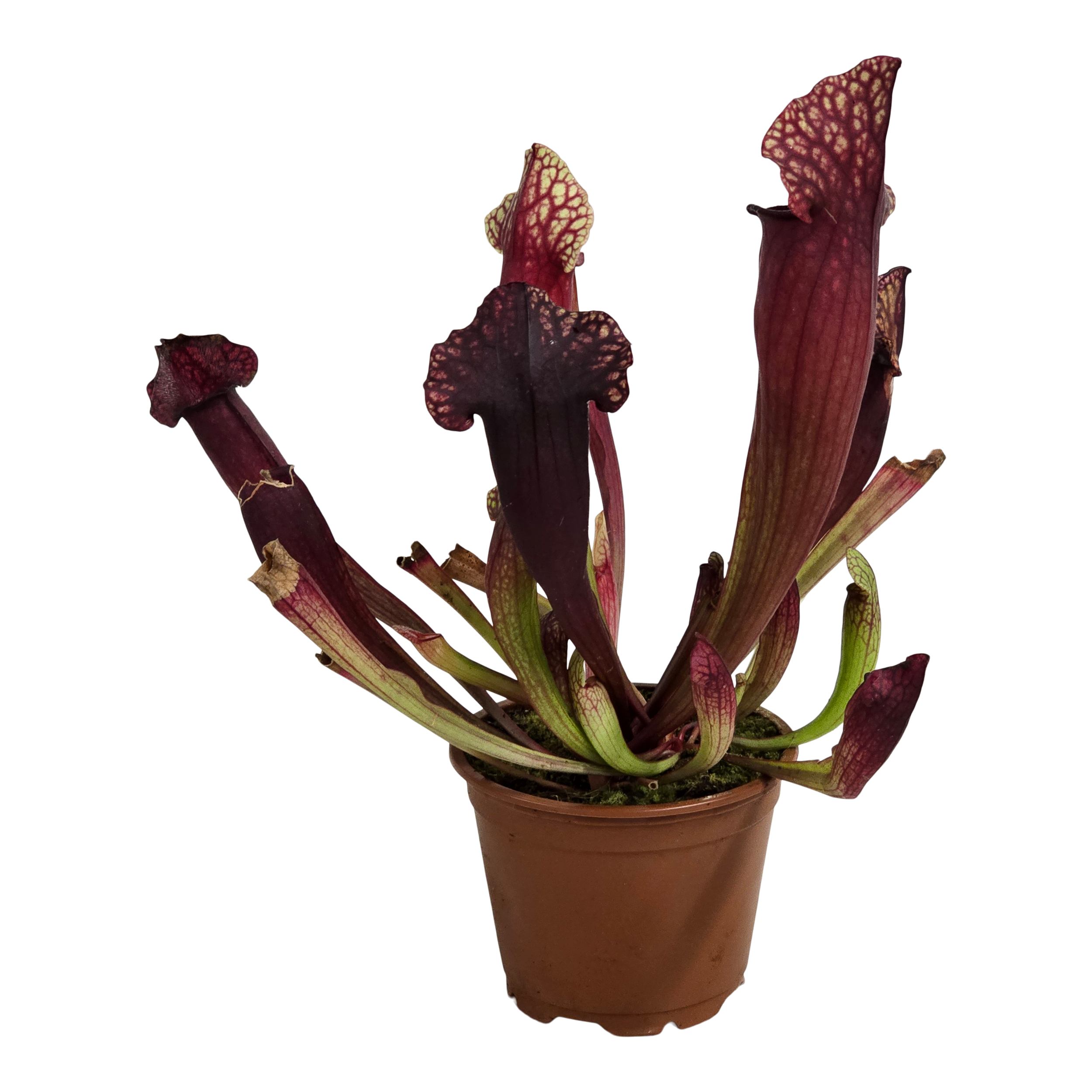 Kapturnica Sarracenia Catesbaei 23 cm