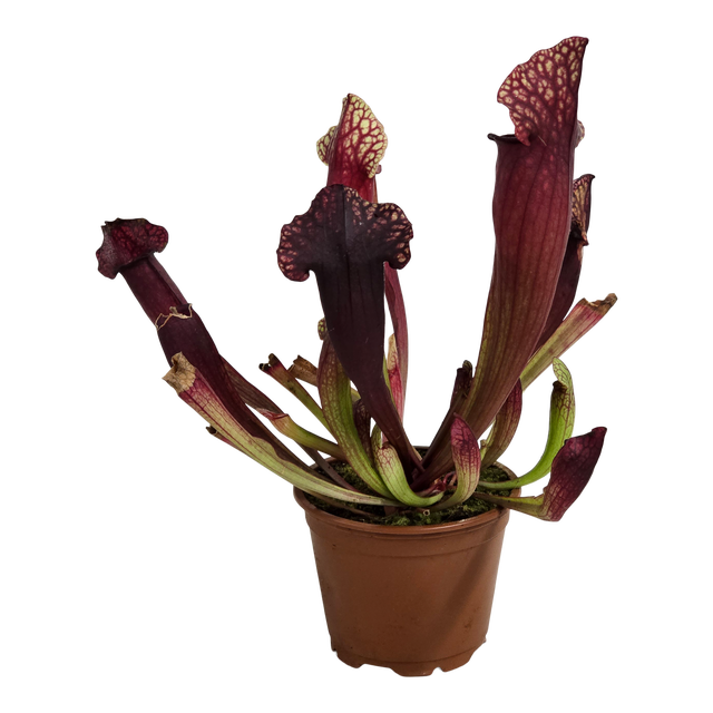 Kapturnica Sarracenia Catesbaei 23 cm