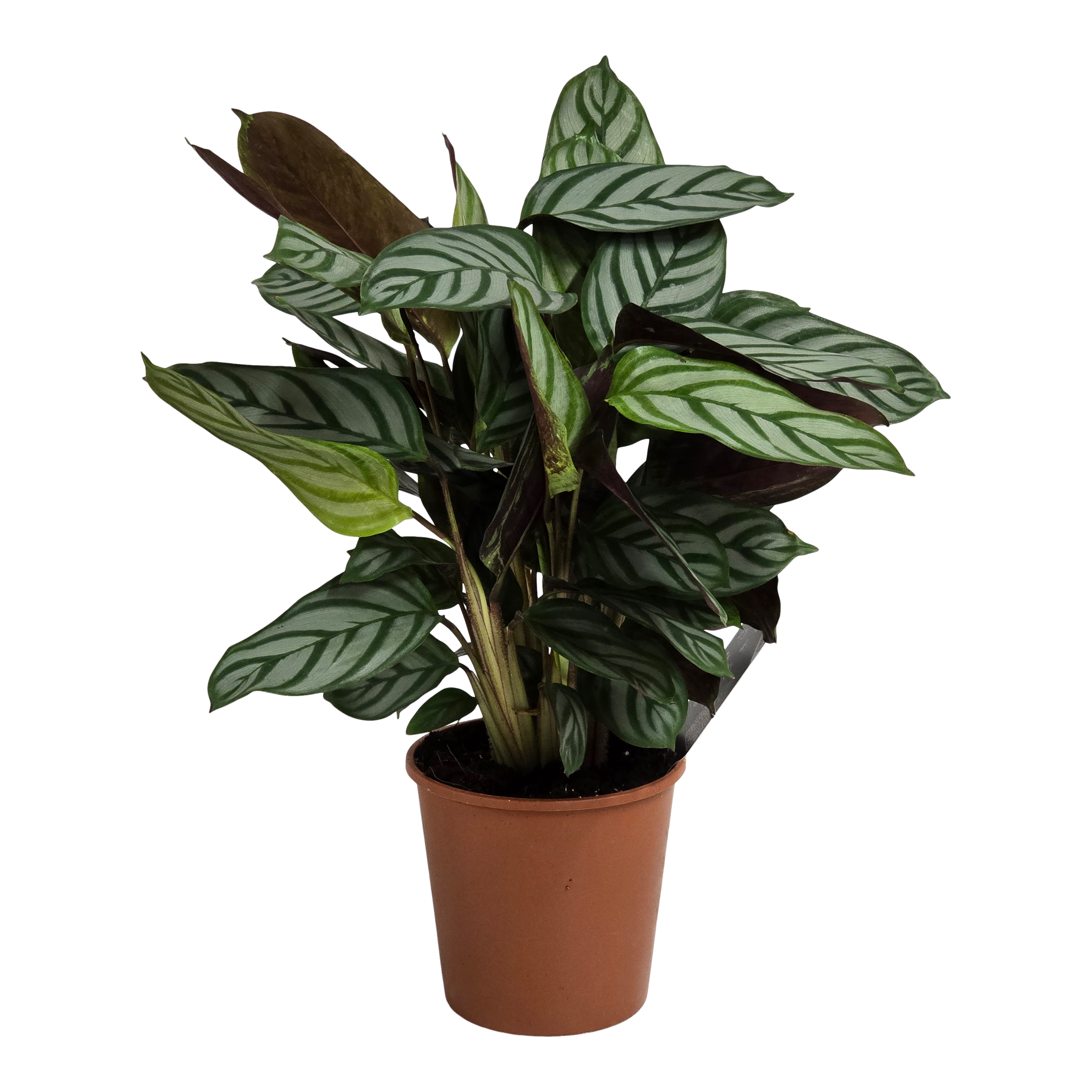 Kalatea Compactstar 40 cm