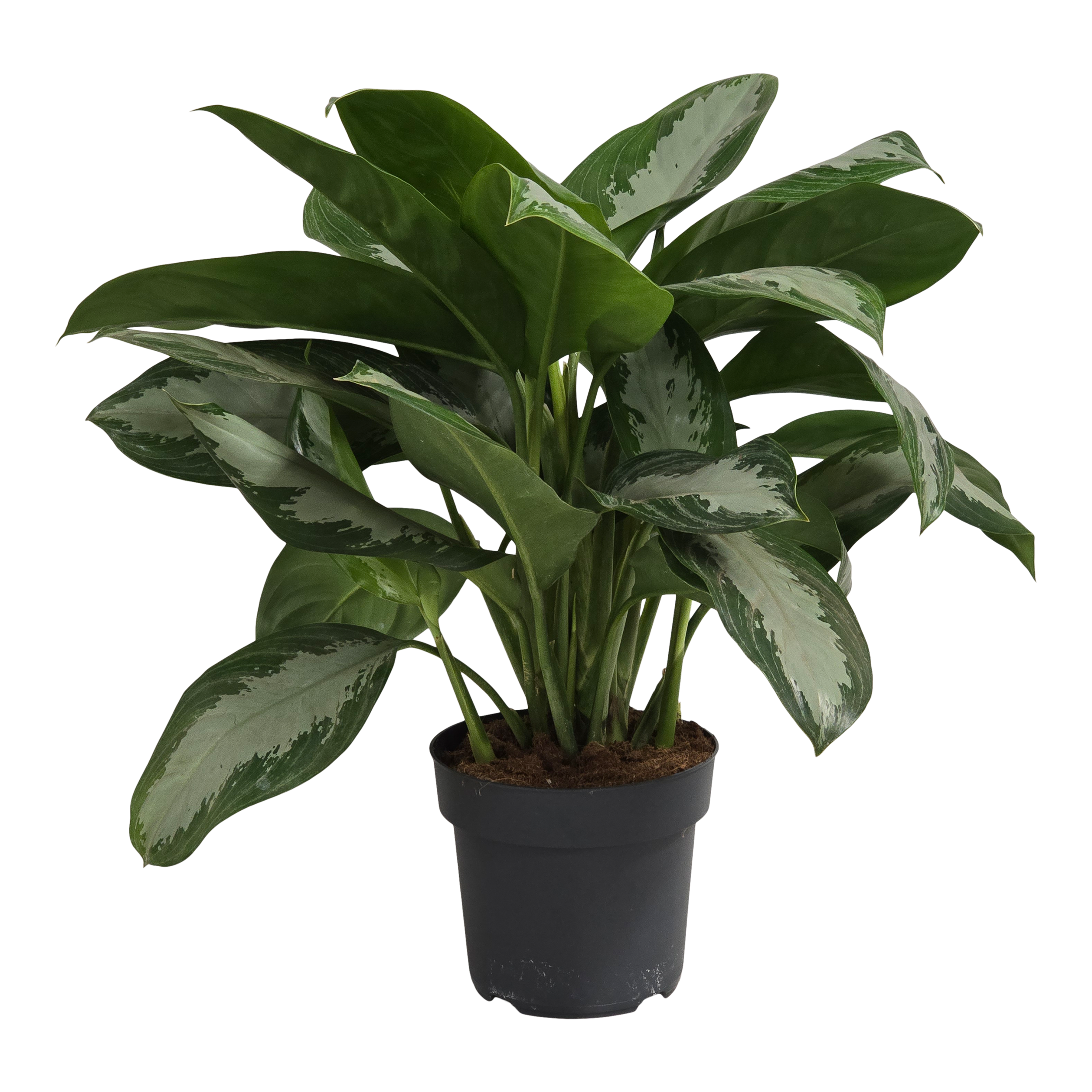 Aglaonema Royal mix 65 cm