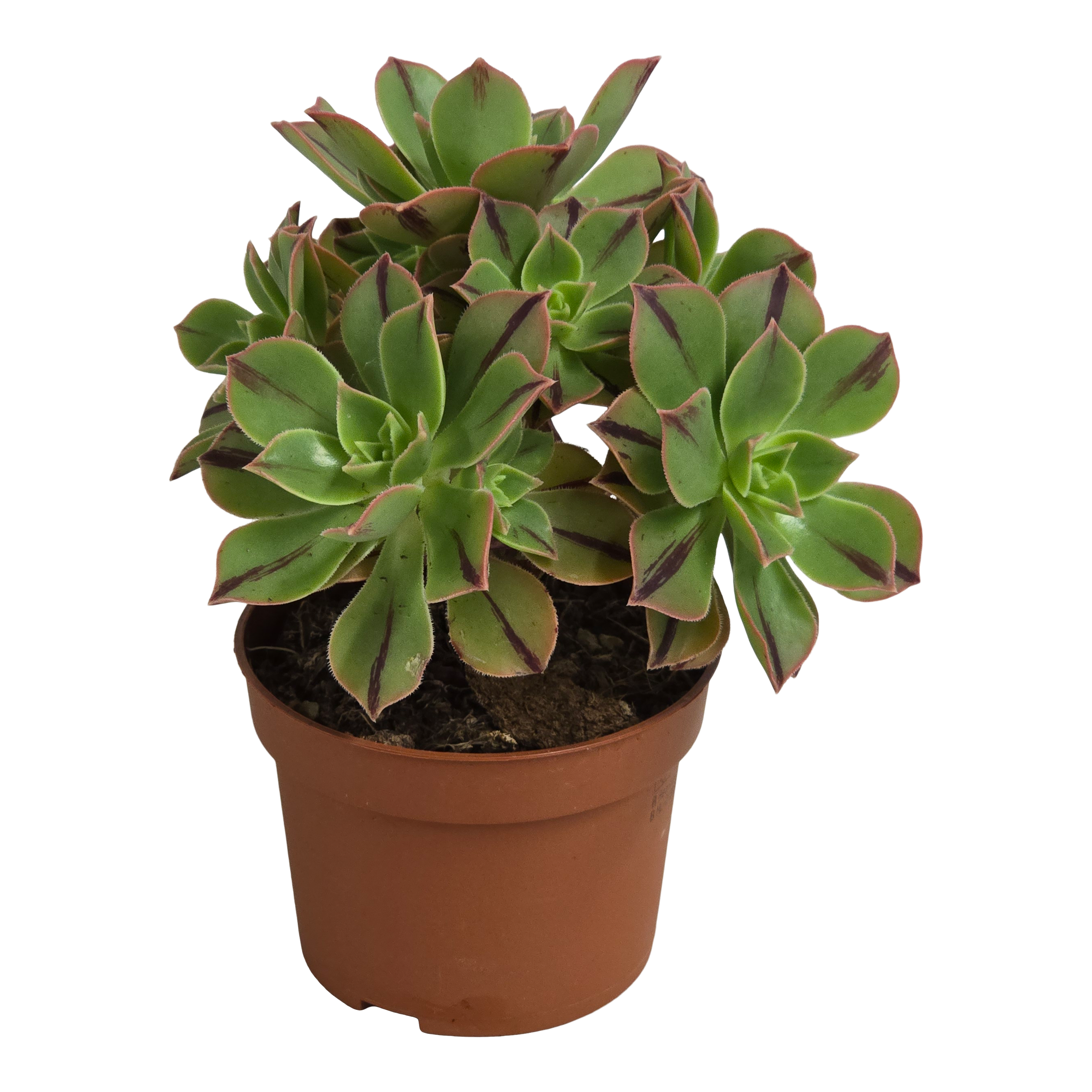 Aeonium Leucoblepharum Red Stripe 18 cm
