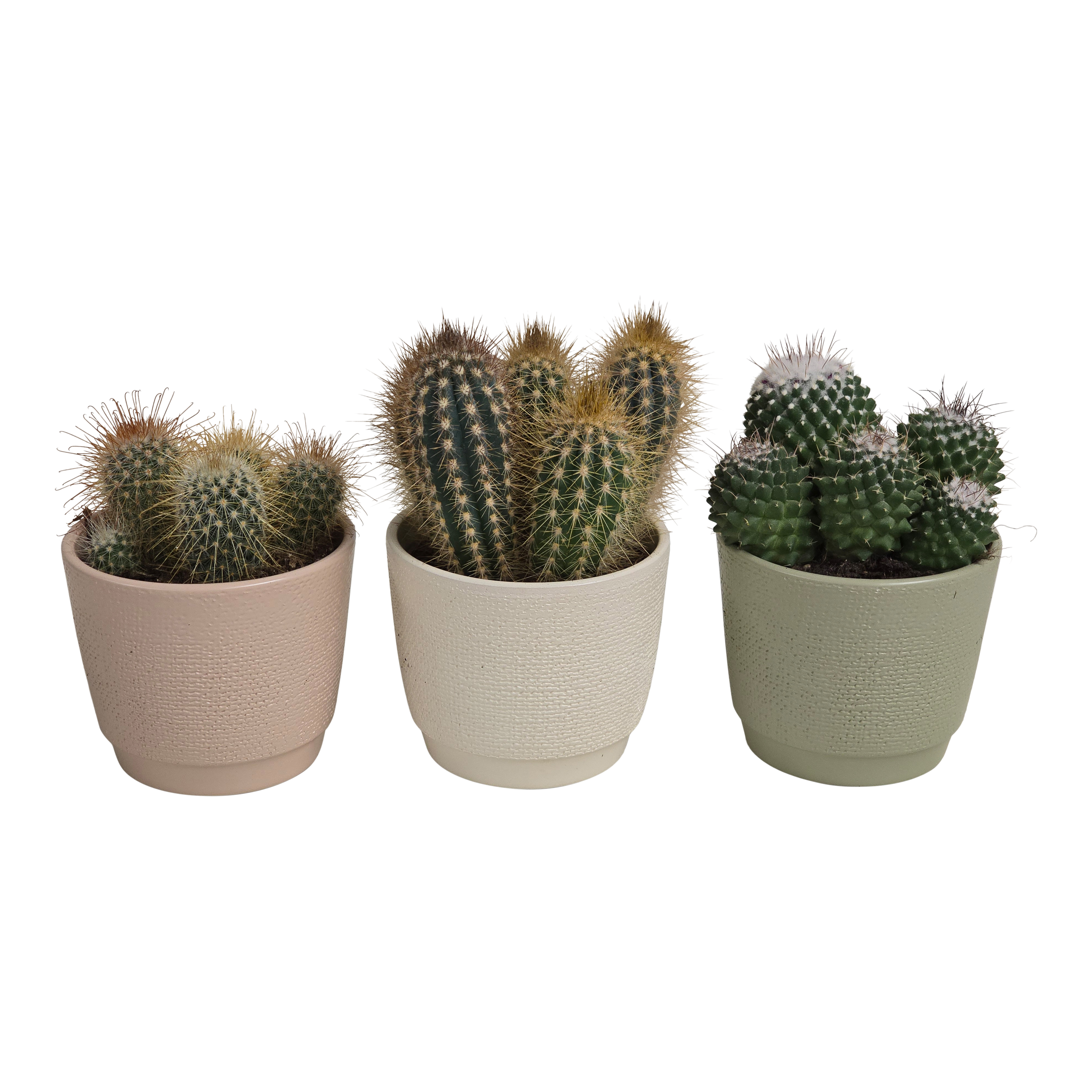 Kaktus mix w osłonce ceramicznej 18 cm - Leroy Merlin