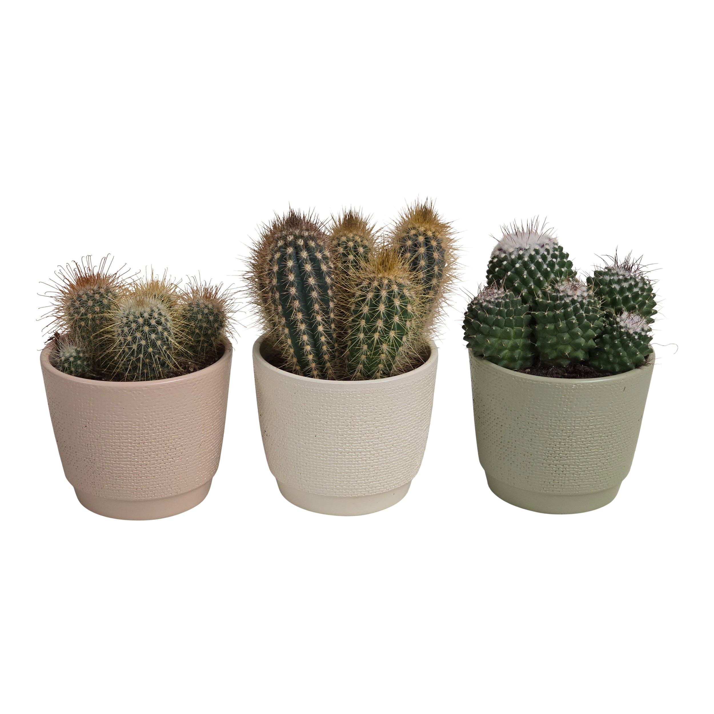 Kaktus mix w osłonce ceramicznej 18 cm - Leroy Merlin