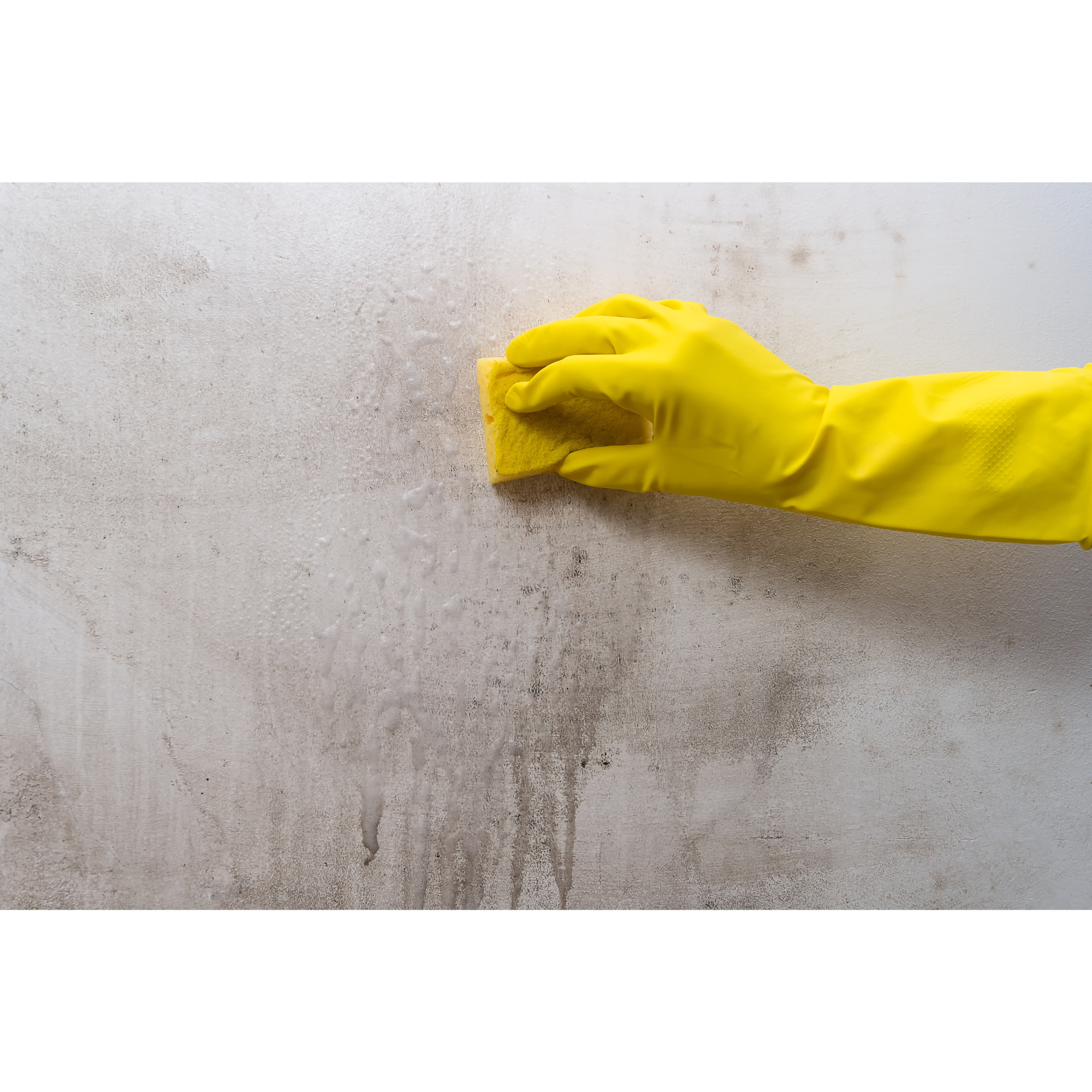 Limpìador antimoho BRUGUER 1L - 5