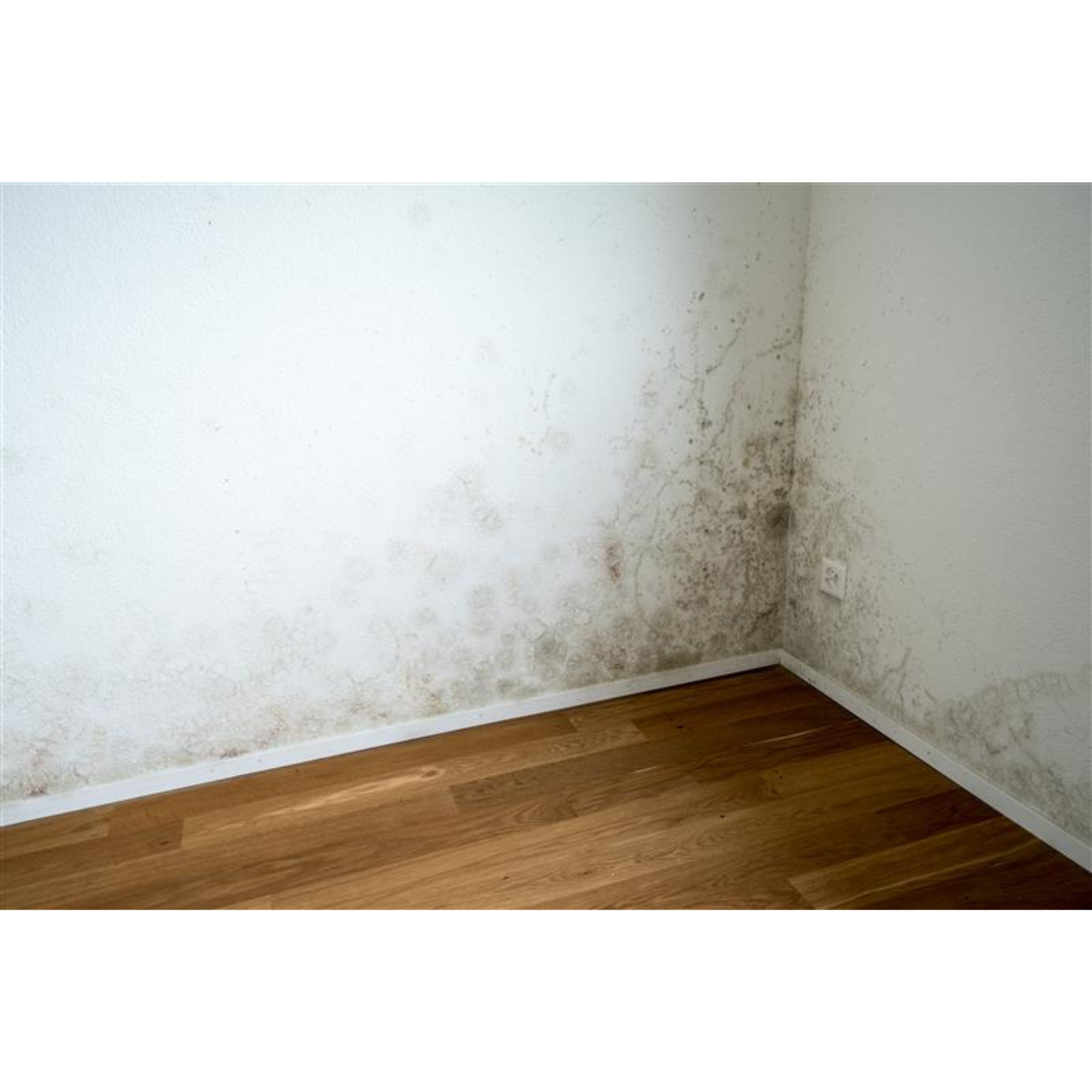 Limpìador antimoho BRUGUER 1L - 2