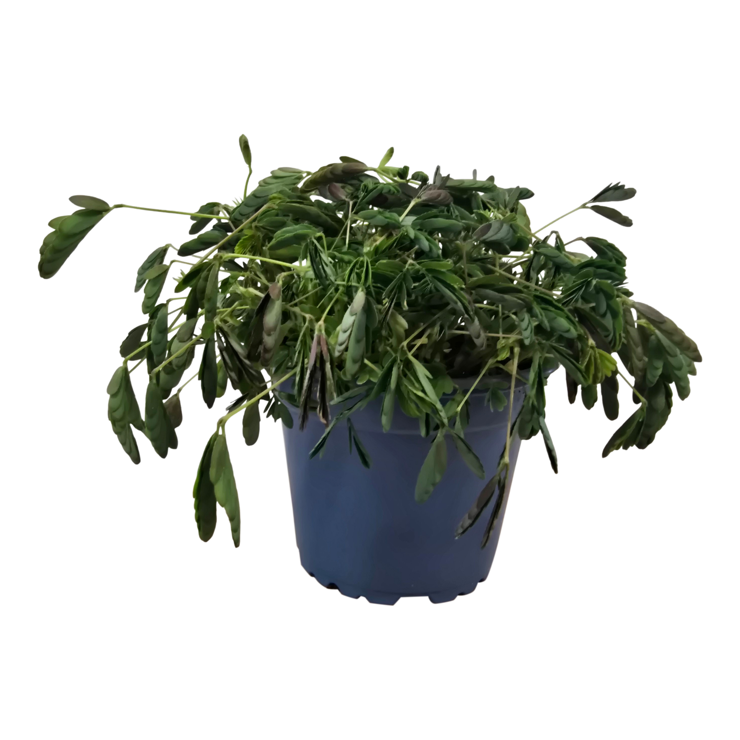 Mimosa Pudica 14 cm
