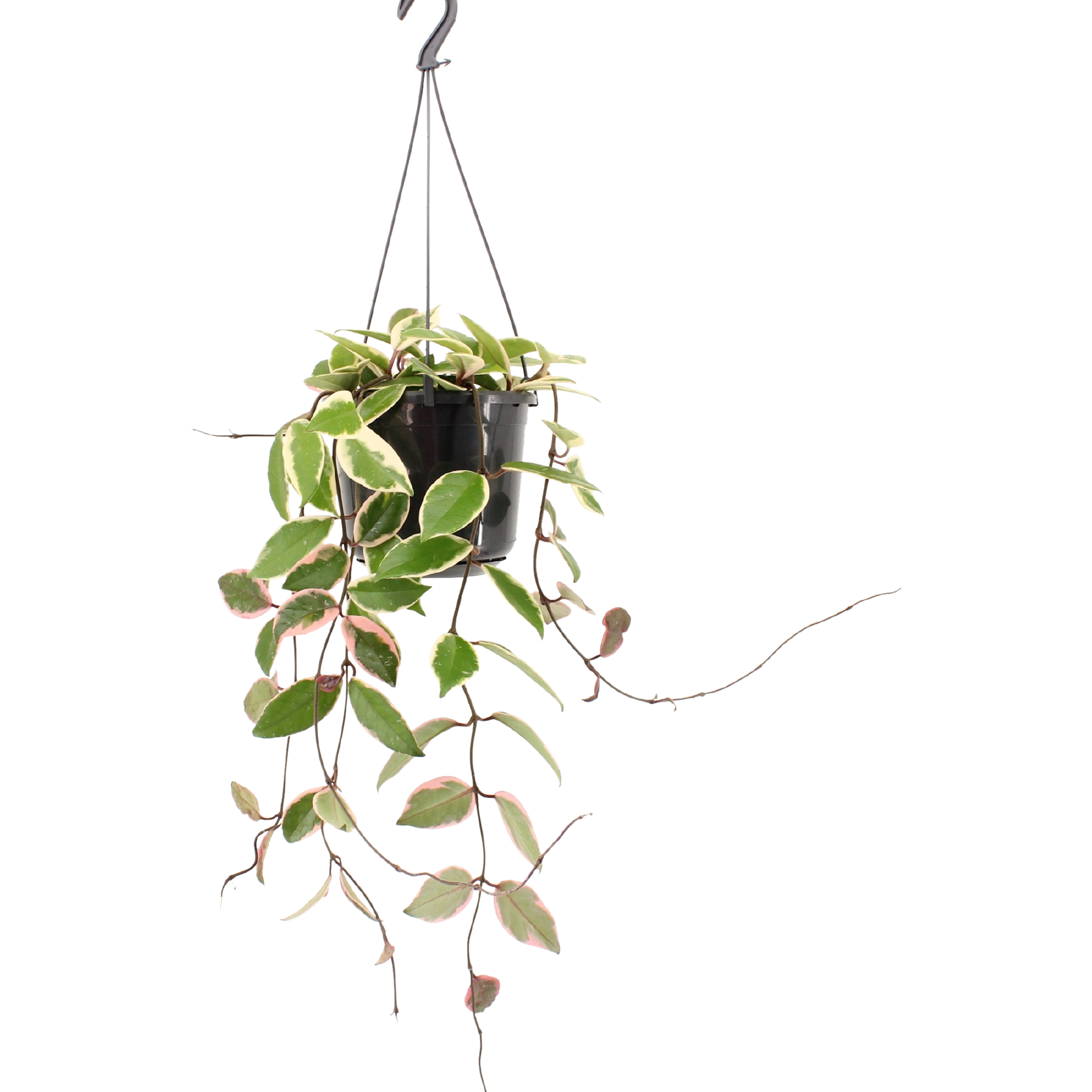 Hoya Flamingo 40 cm