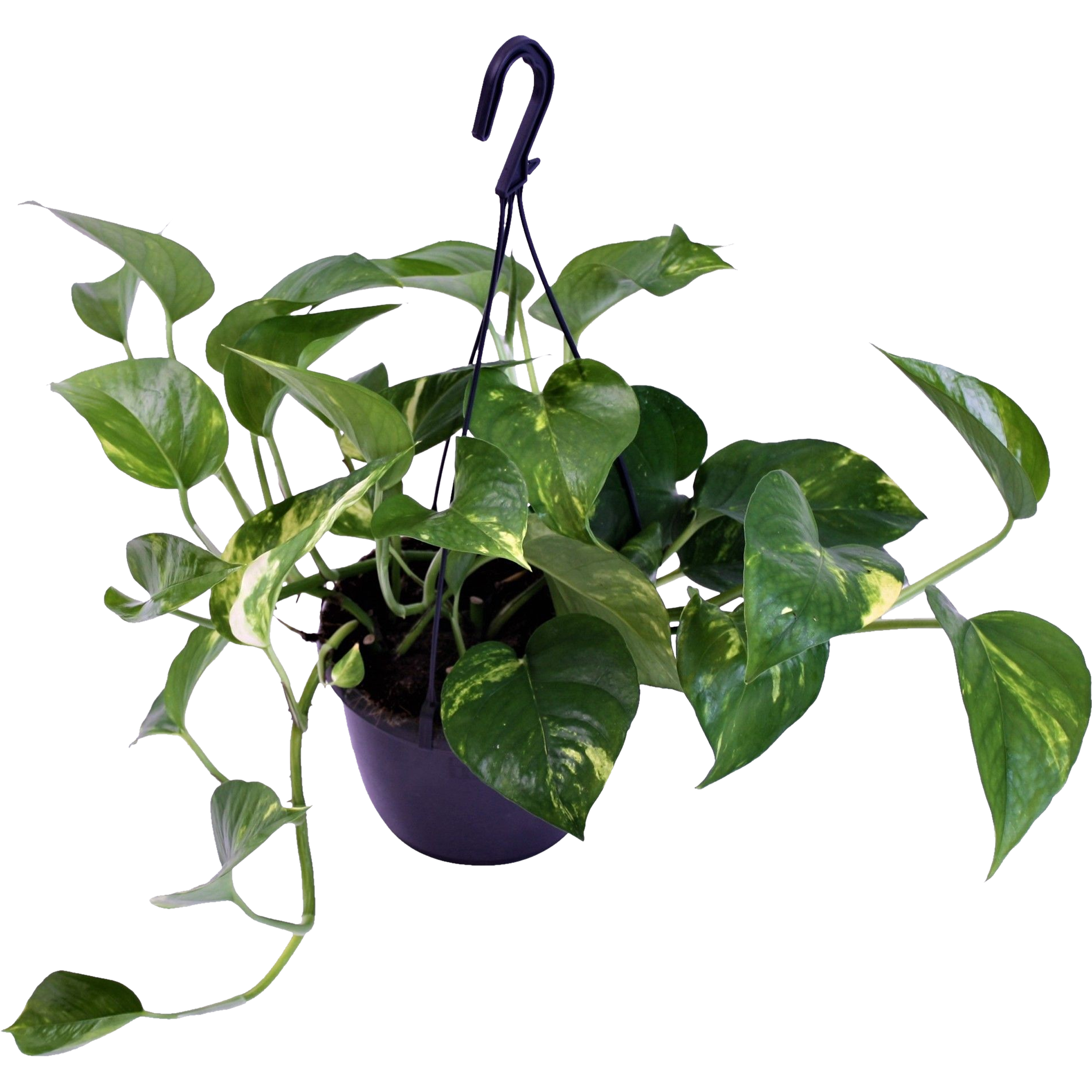 Epipremnum Scindapsus 45-50 cm