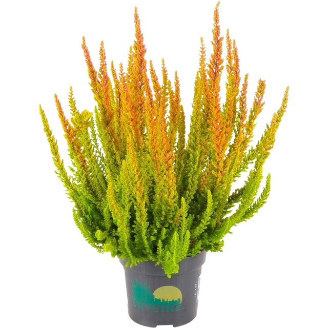 Wrzos pospolity Skyline Trio 26-30 cm