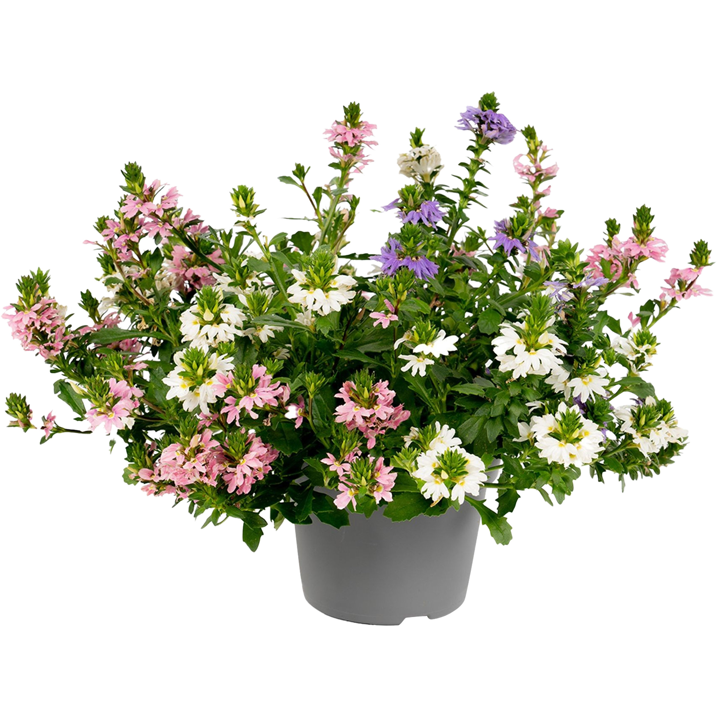 Scewola Trio 25-30 cm