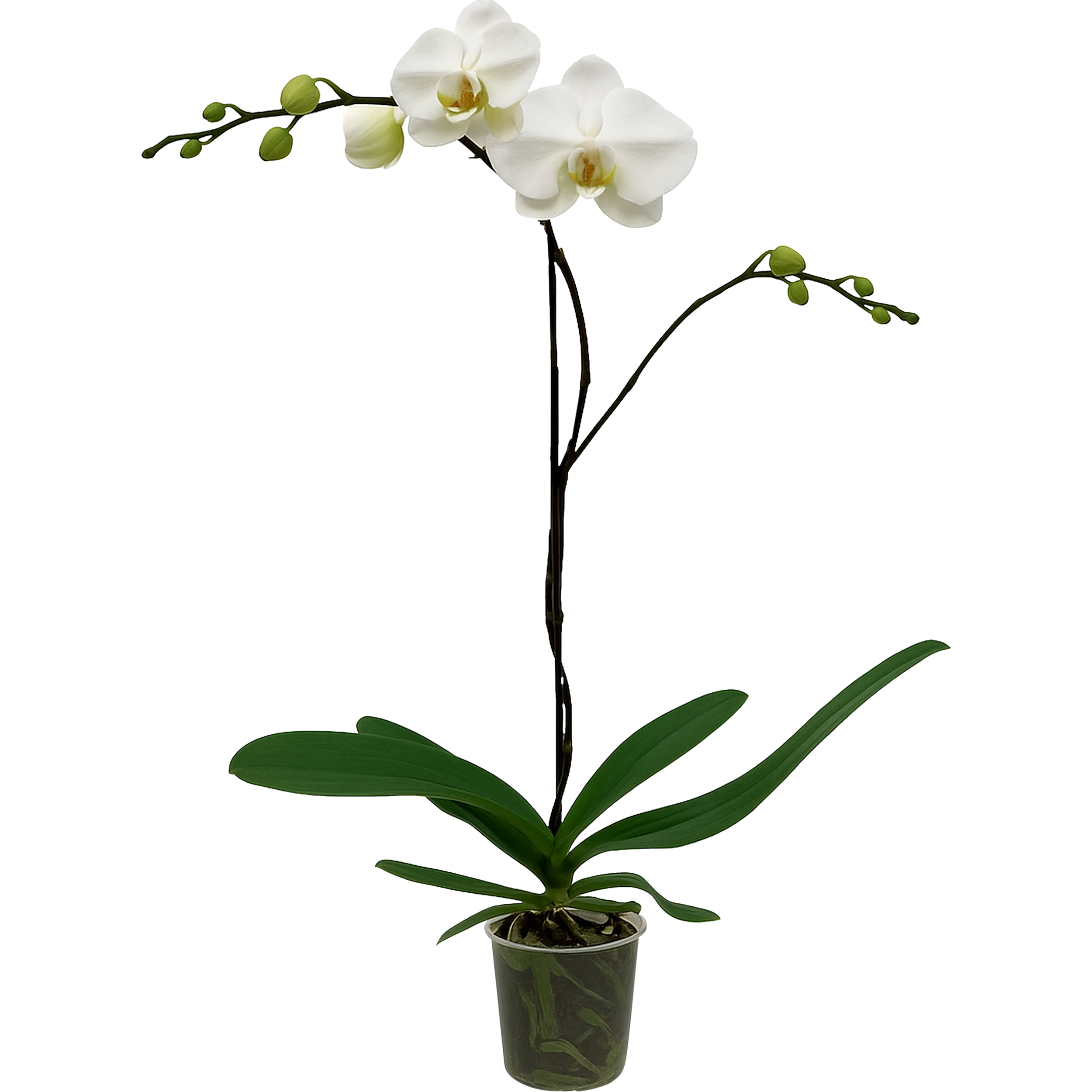 Storczyk Falenopsis Grandiflora 80-100cm 1 pęd