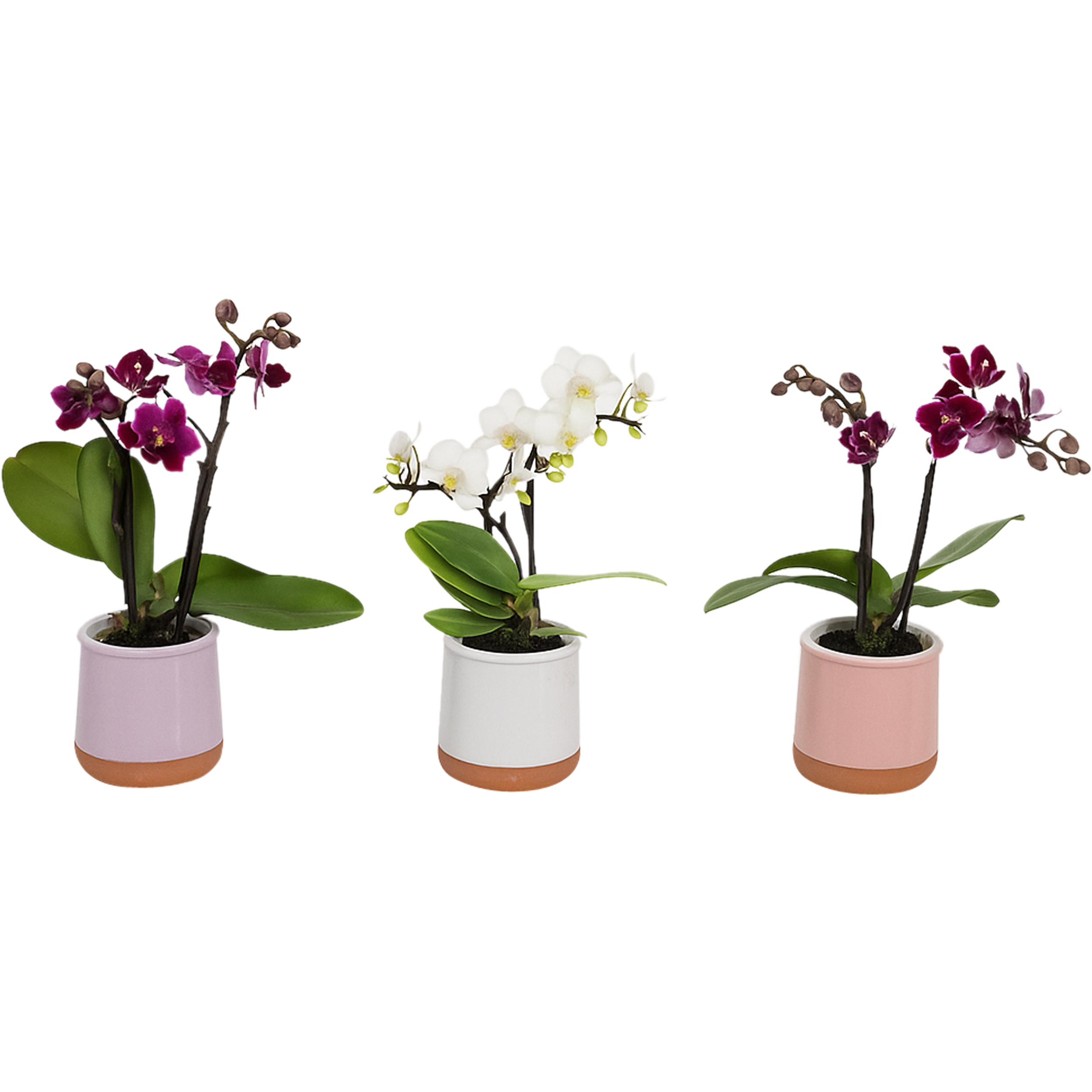 Storczyk Falenopsis in Valencia 17-25 cm - 3