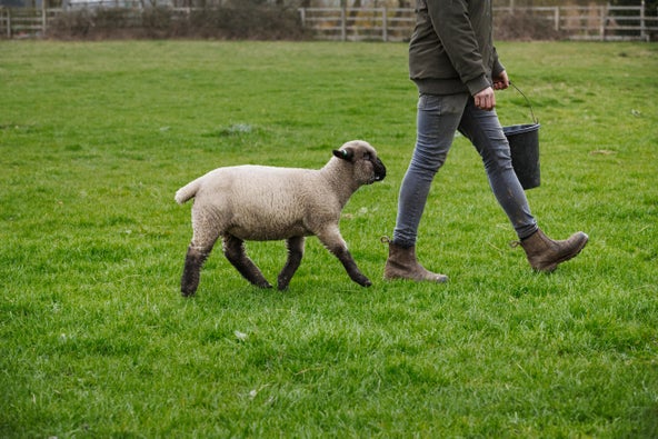 Mouton et berger dans un champ