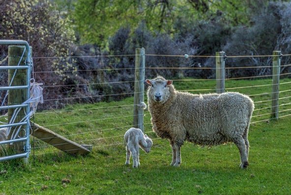 Mouton et agneau dans un champ