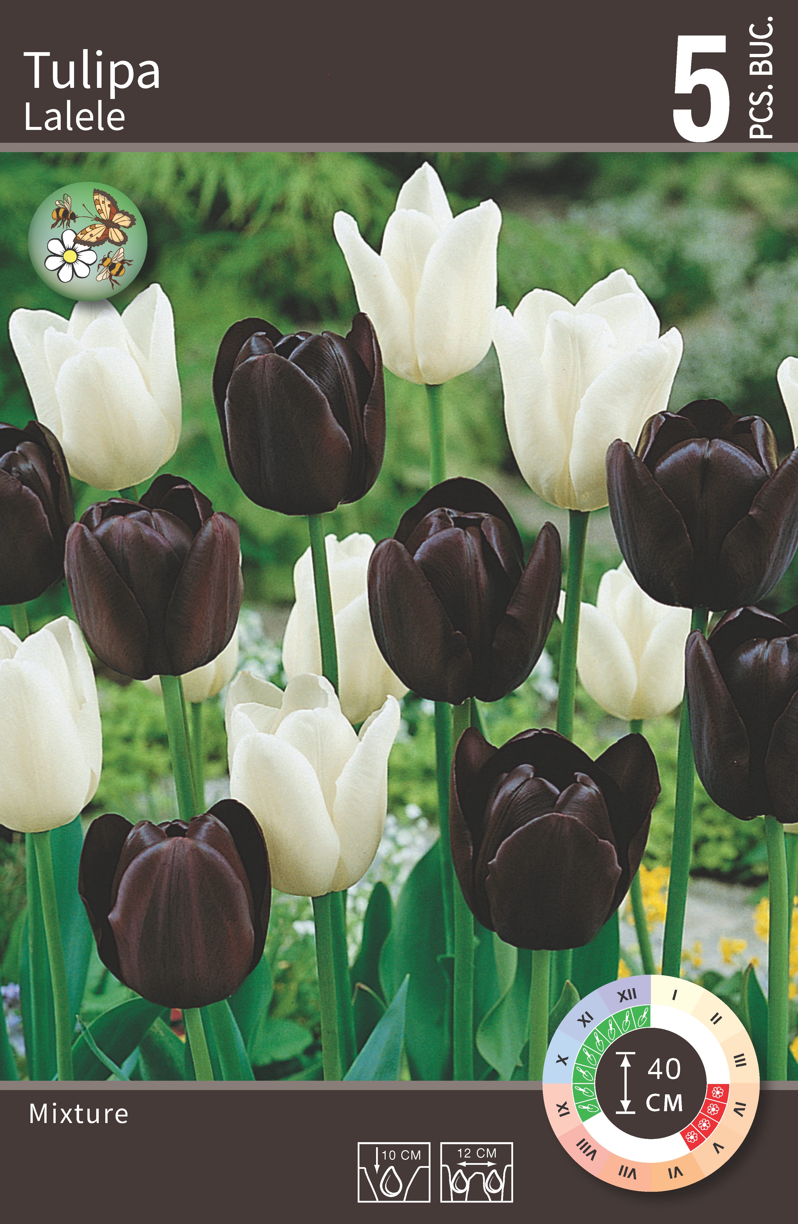 Tulipan Black and Creme 11/12 5szt. cebulki kwiatów