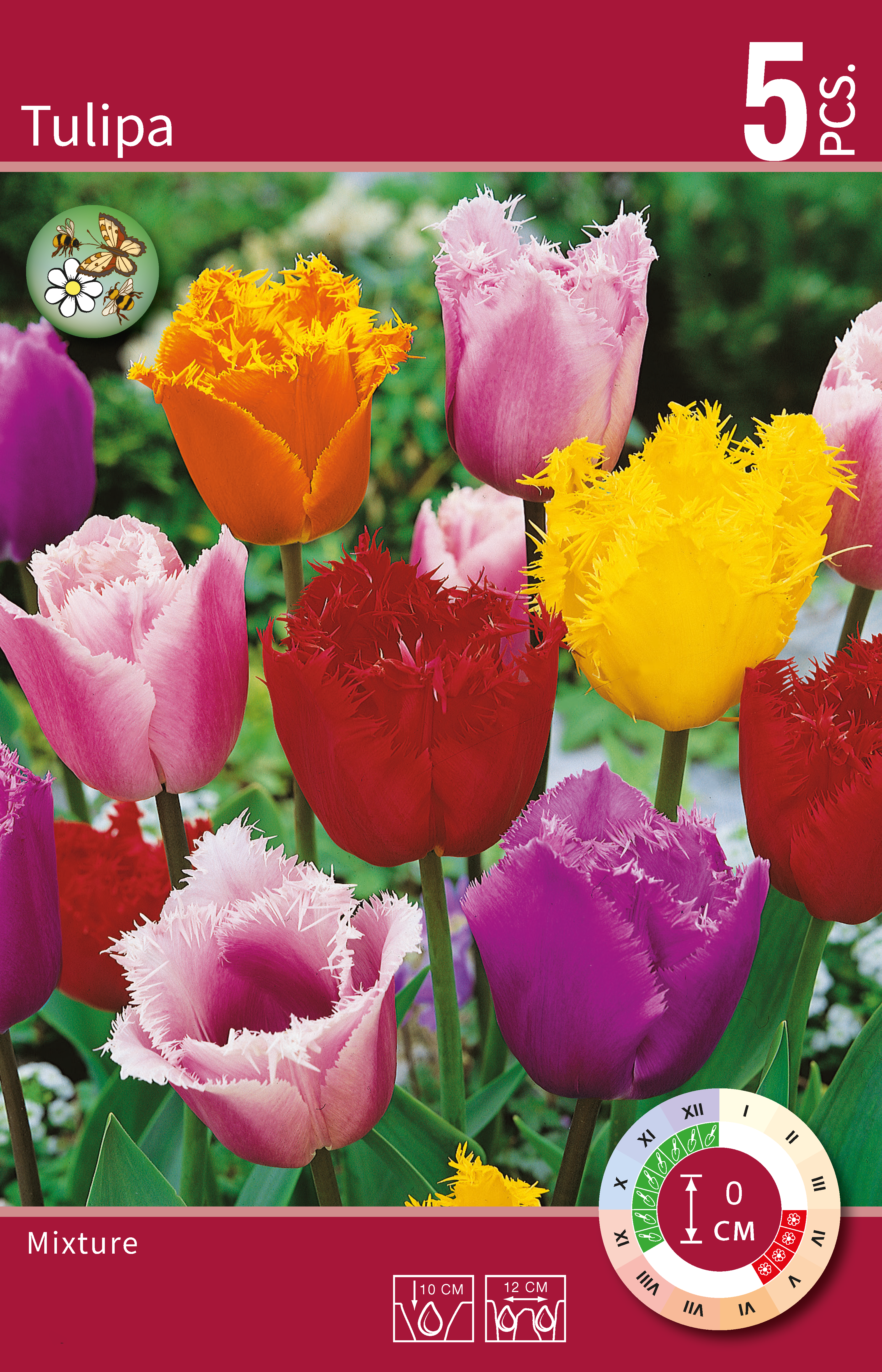 Tulipa