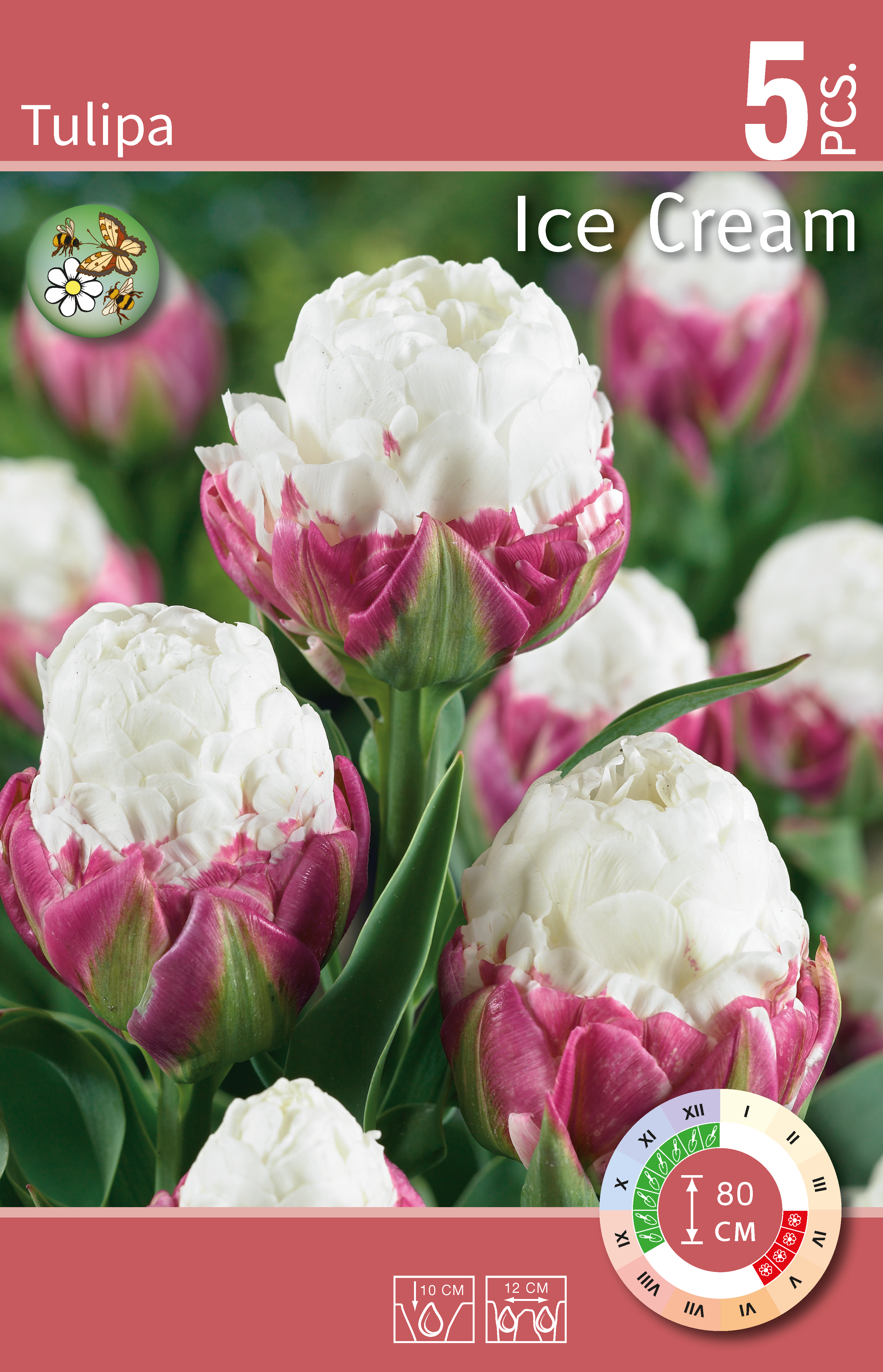 Tulipa