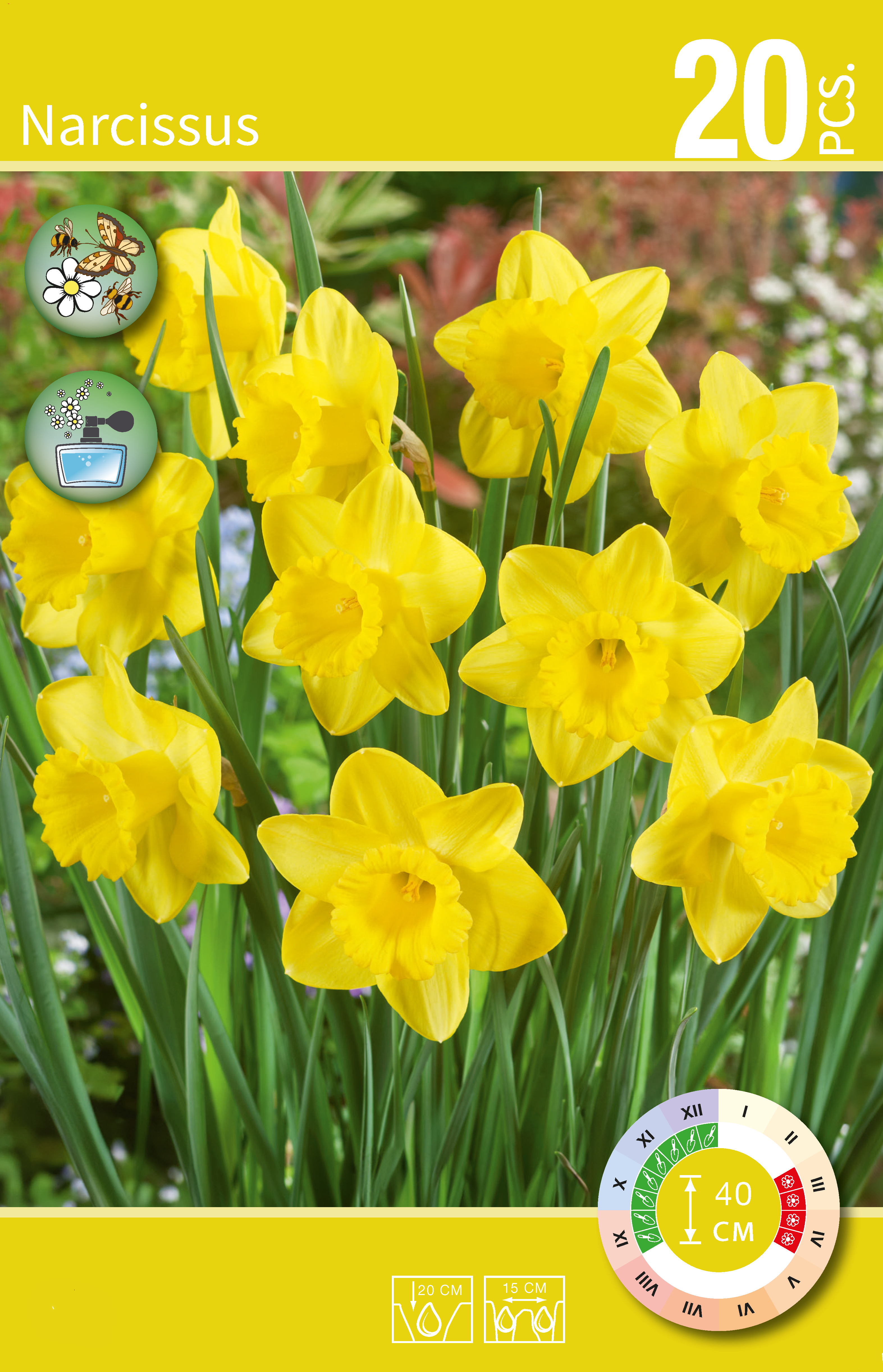 Narcissus