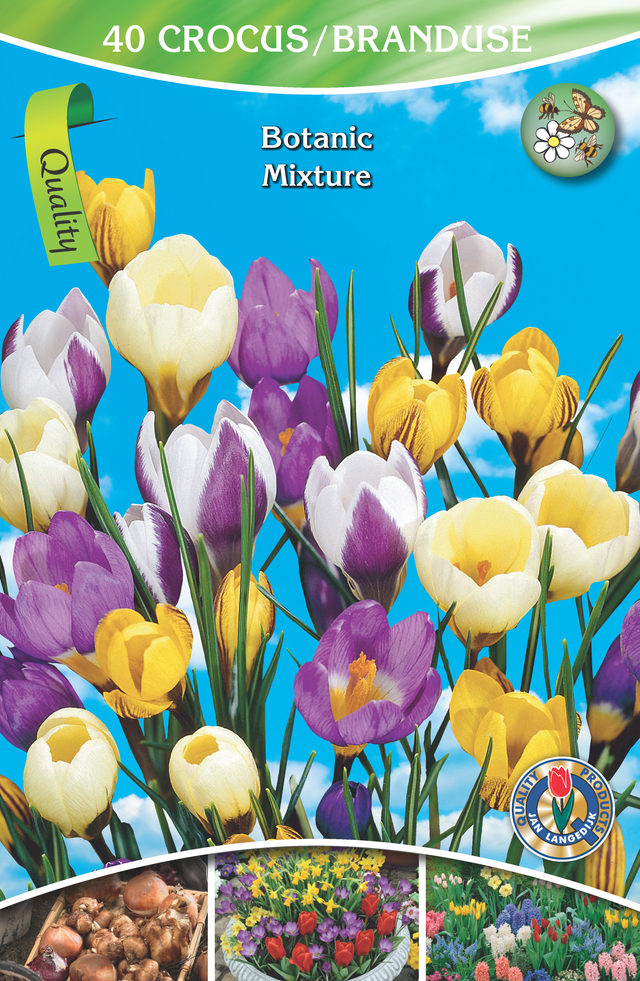 Krokus Botaniczny mix 5/7 40szt. Cebulki kwiatów