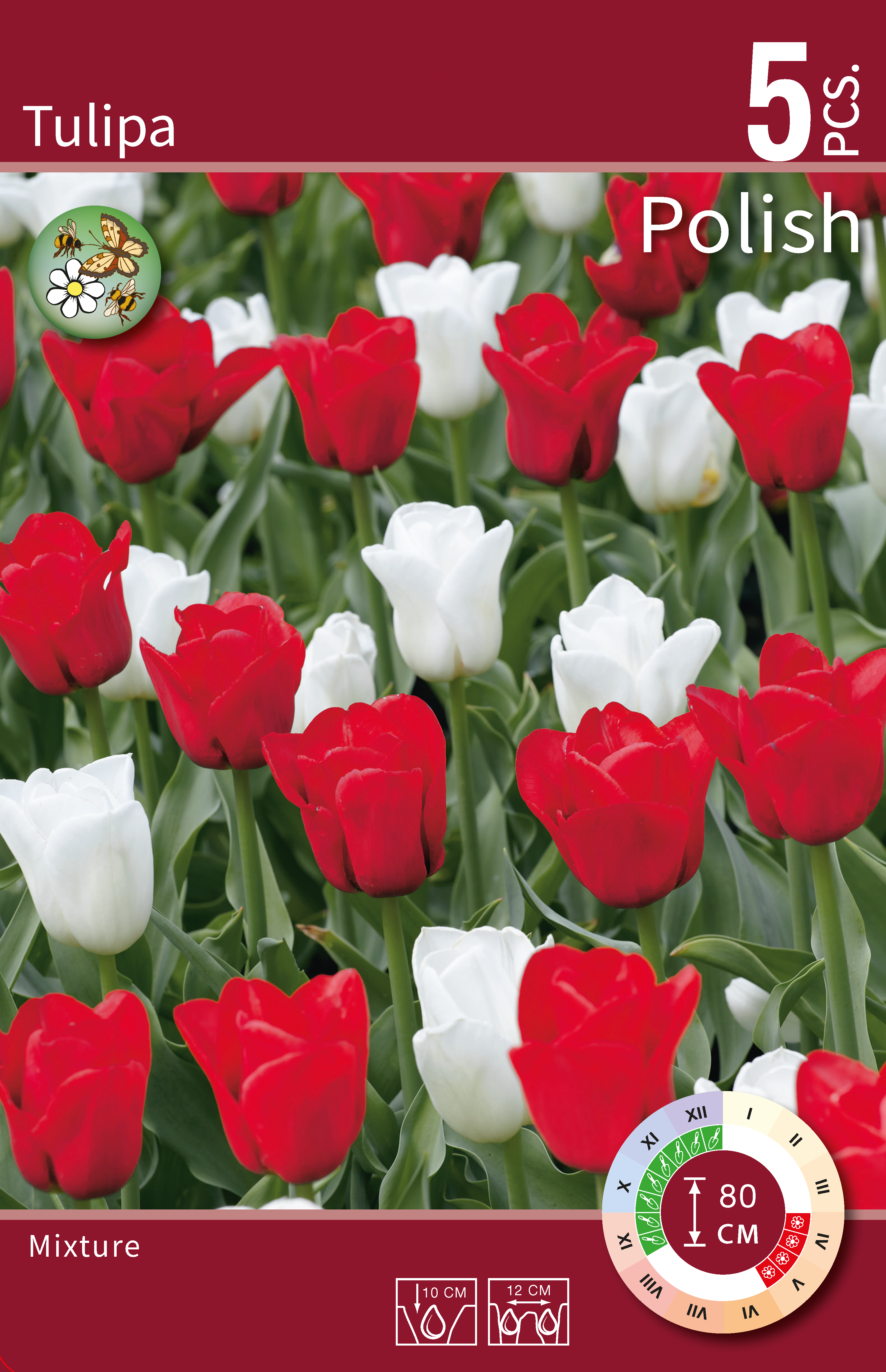 Tulipa