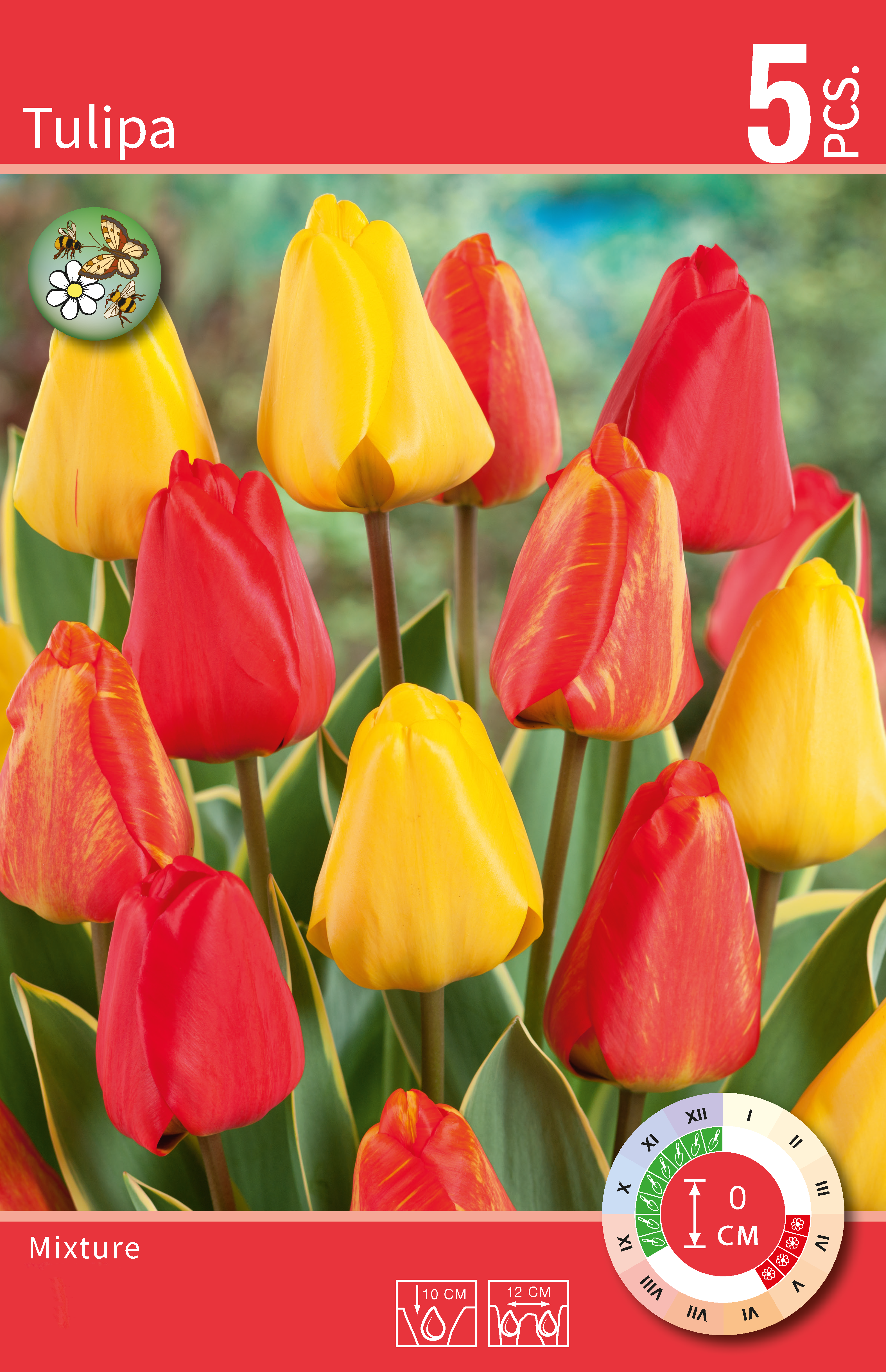 Tulipa