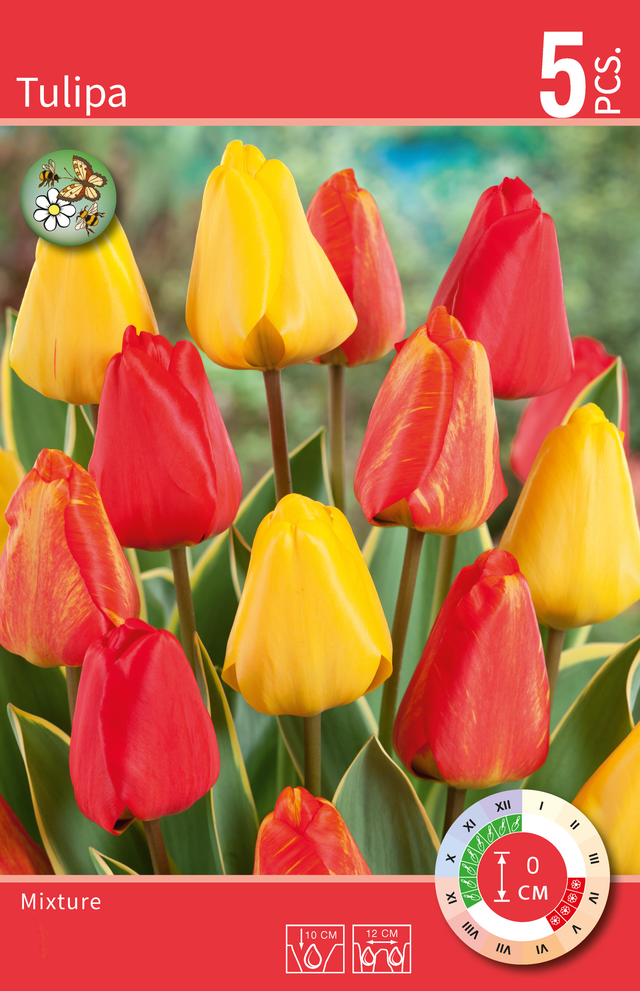 Tulipan mix 11/12 5szt. cebulki kwiatów