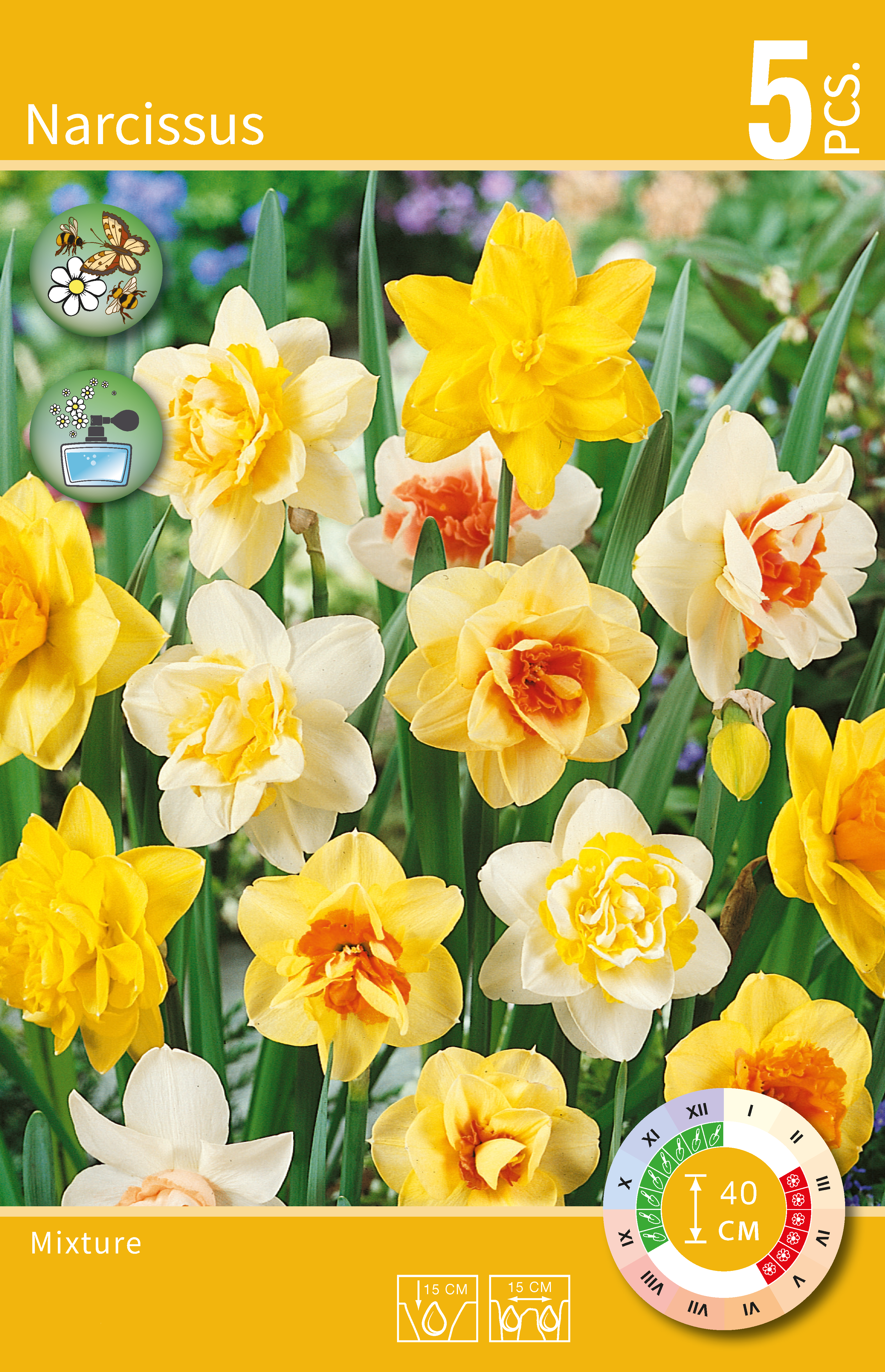 Narcissus