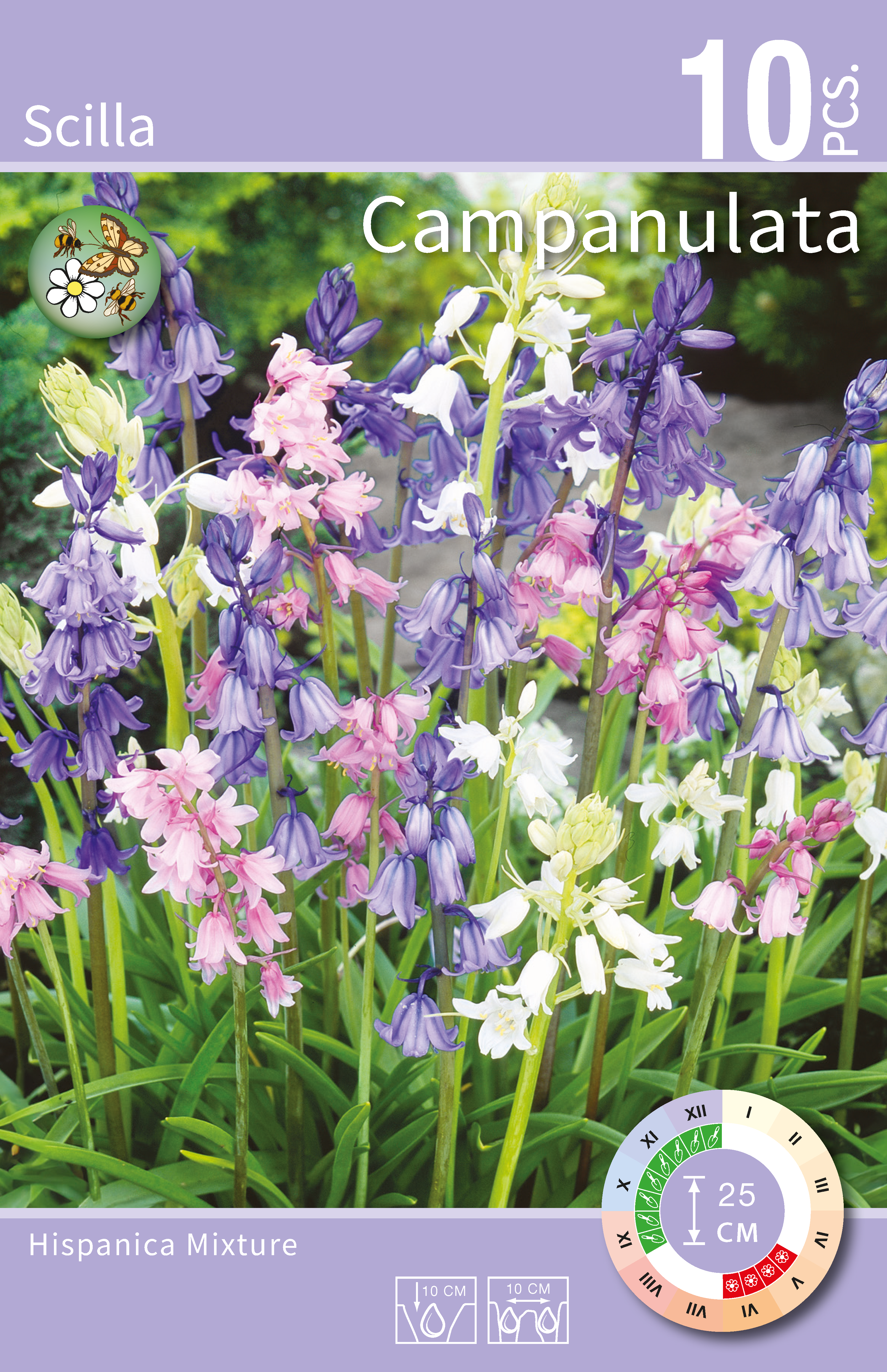 Cebulica Campanulata mix 7/8 10 szt. Cebulki kwiatów